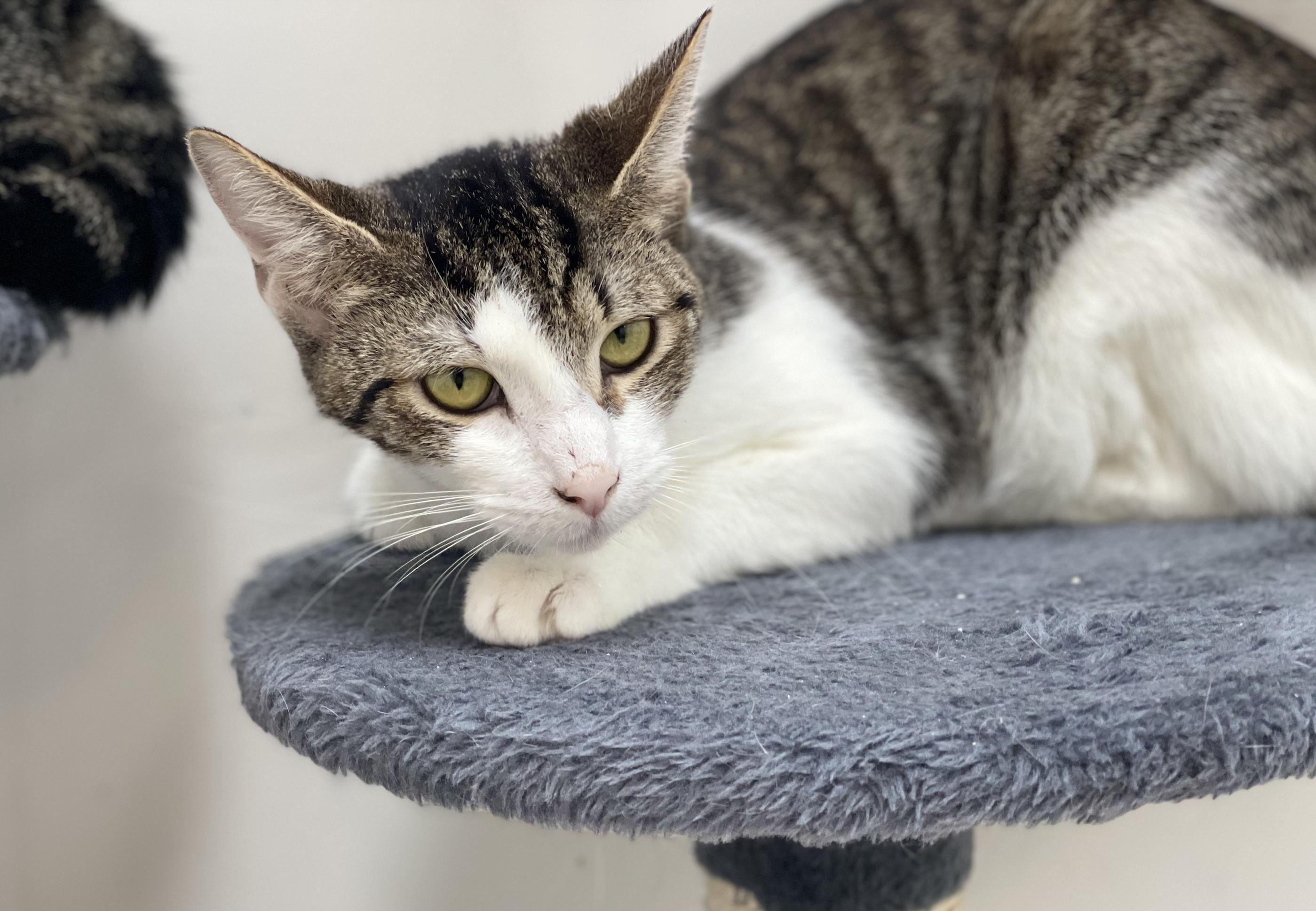 Enlarge Rachyl, a Adoptable Domestic Short Hair in chino, CA image 1/1