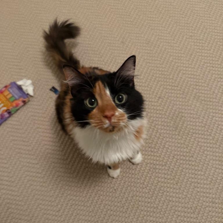 Crackers, Adoptable, Adult Female Domestic Medium Hair.