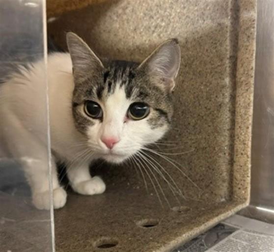 ESTER, Adoptable, Young Female Domestic Short Hair & Domestic Short Hair.