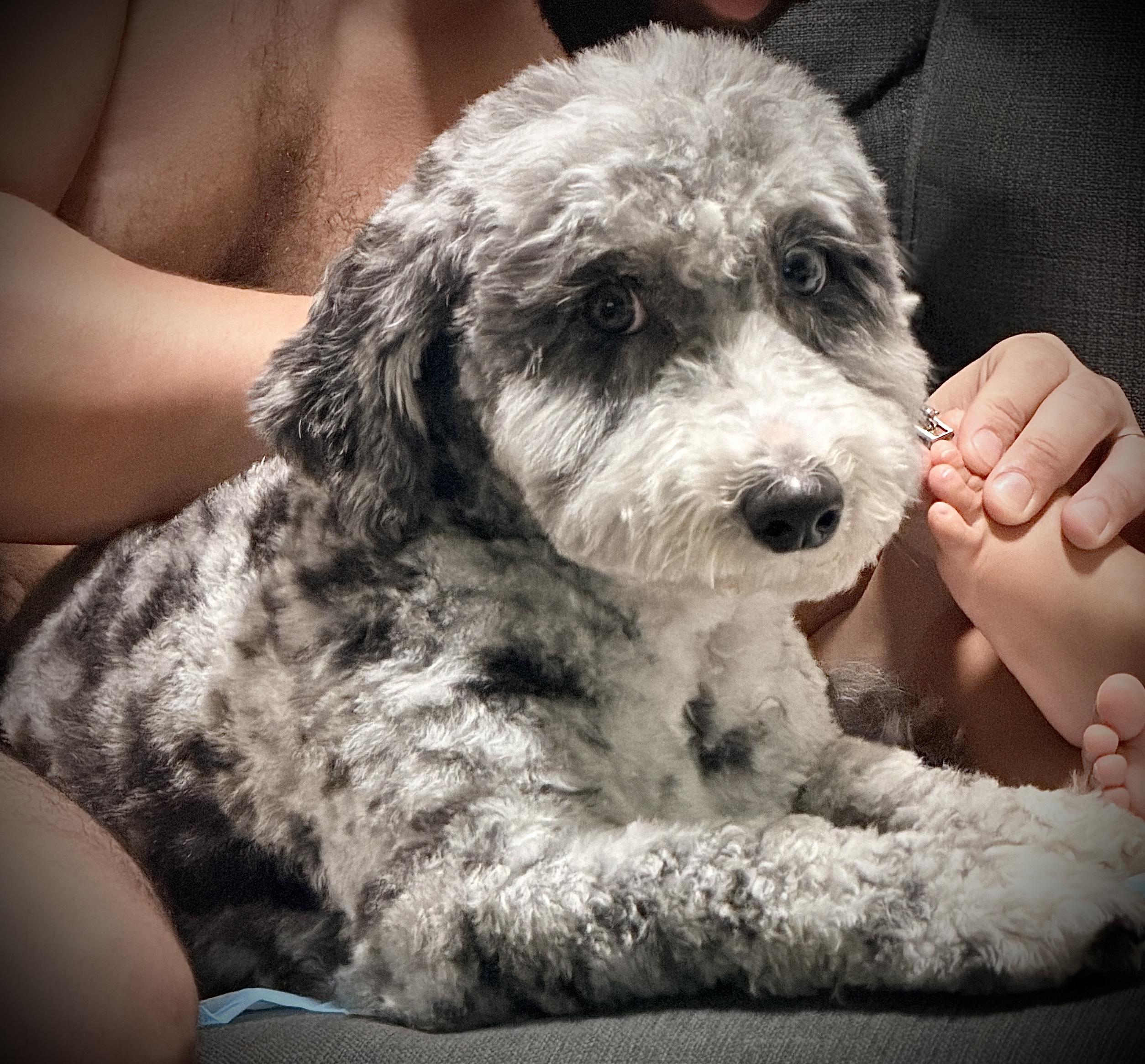Enlarge Story, a ADOPTABLE Sheepadoodle in Weare, NH image 3/4