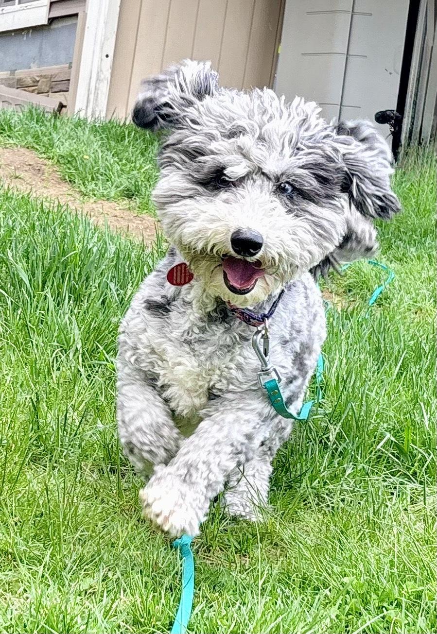 Story, ADOPTABLE, Adult Female Sheepadoodle.