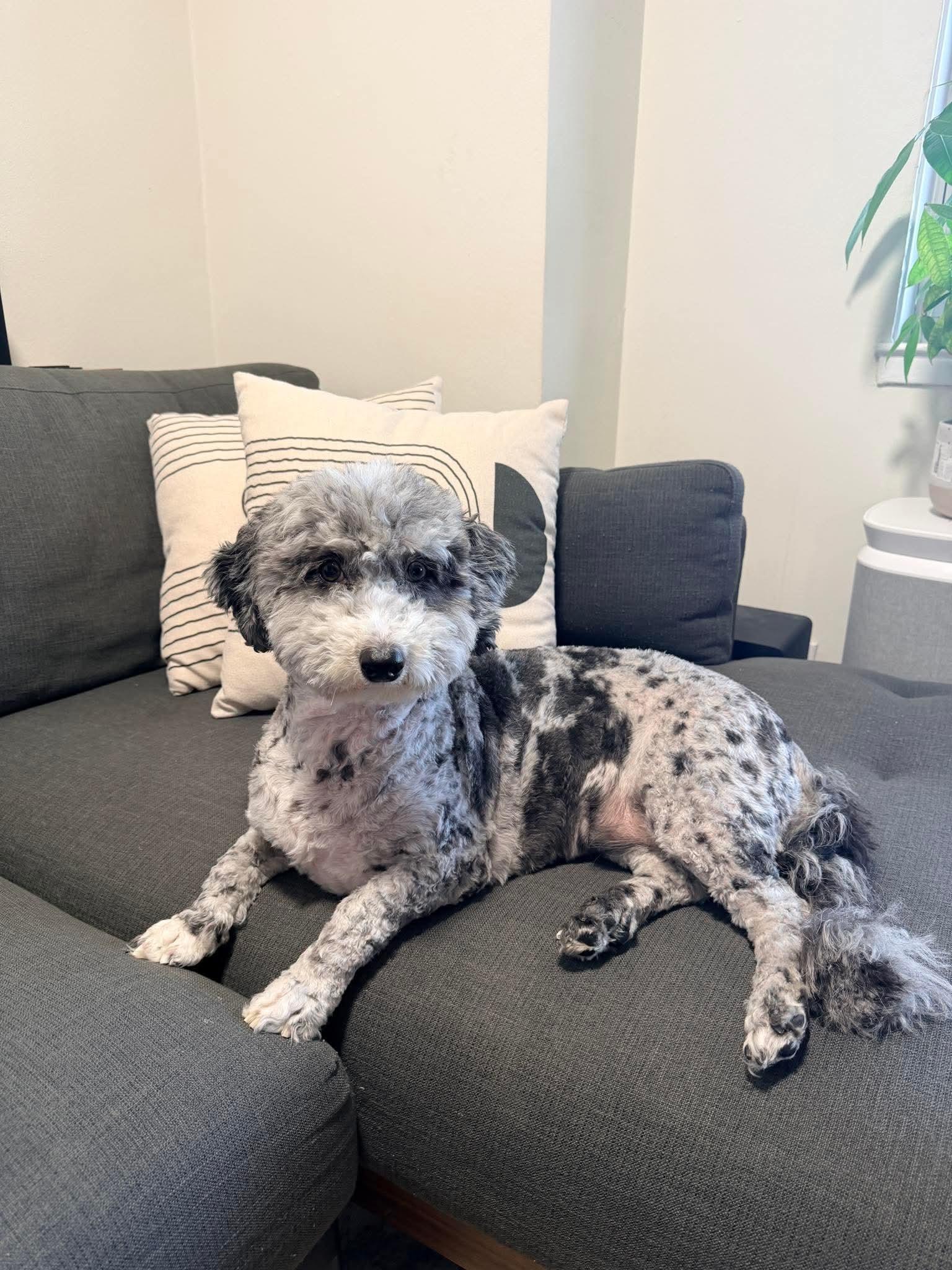 Enlarge Story, a ADOPTABLE Sheepadoodle in Weare, NH image 2/4