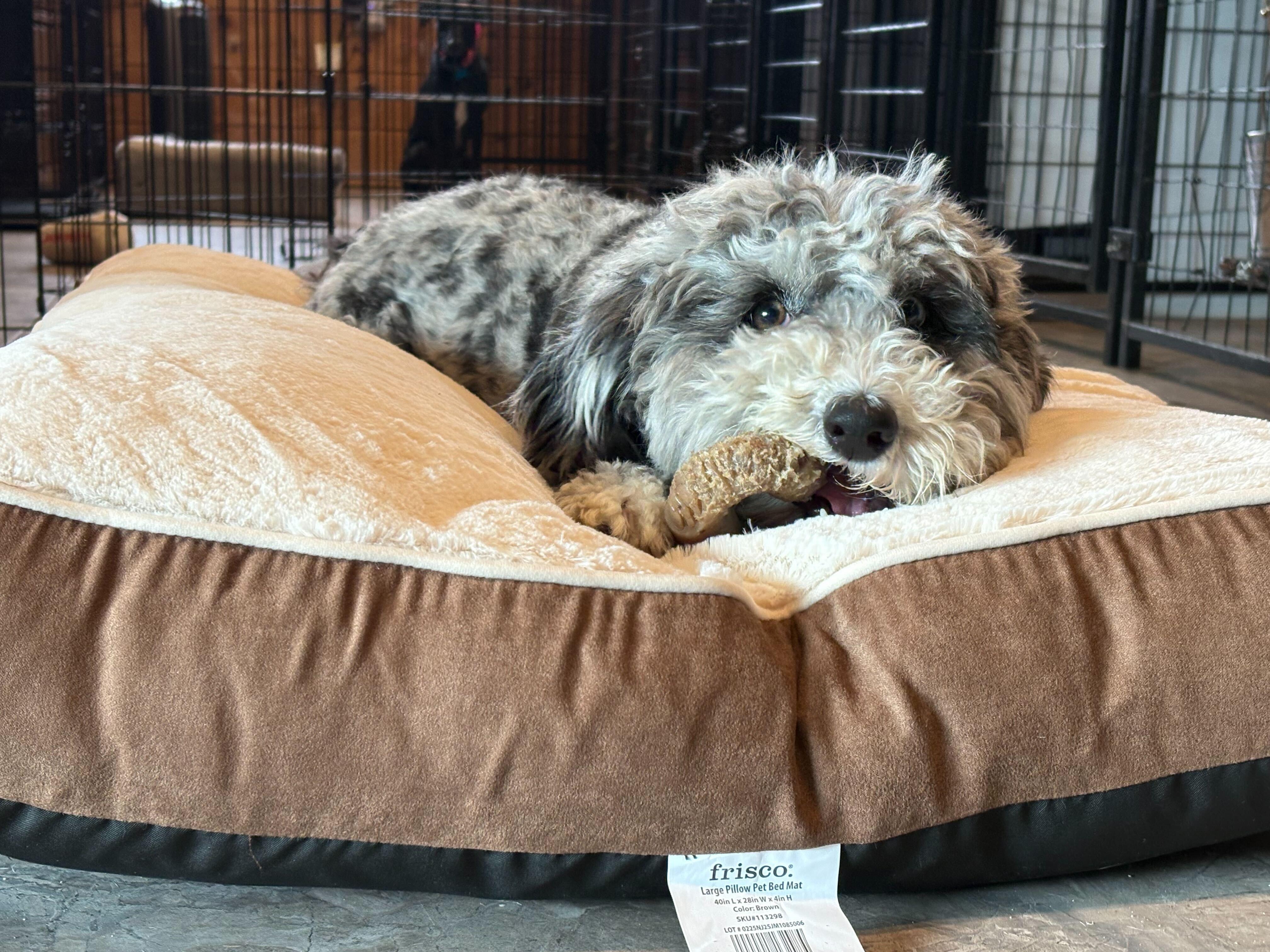 Story, a ADOPTABLE Sheepadoodle in Weare, NH image 3/6