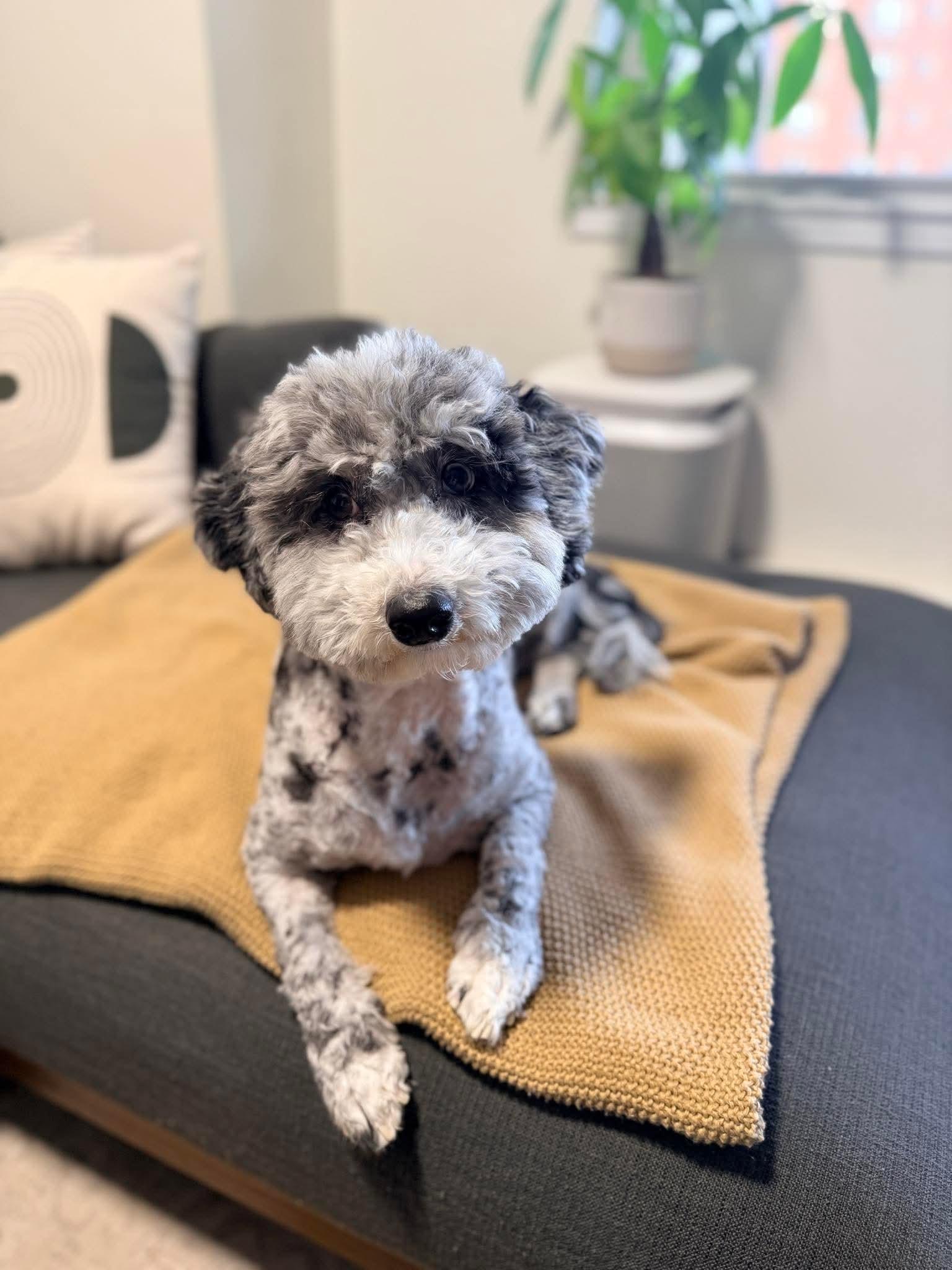 Enlarge Story, a ADOPTABLE Sheepadoodle in Weare, NH image 4/4