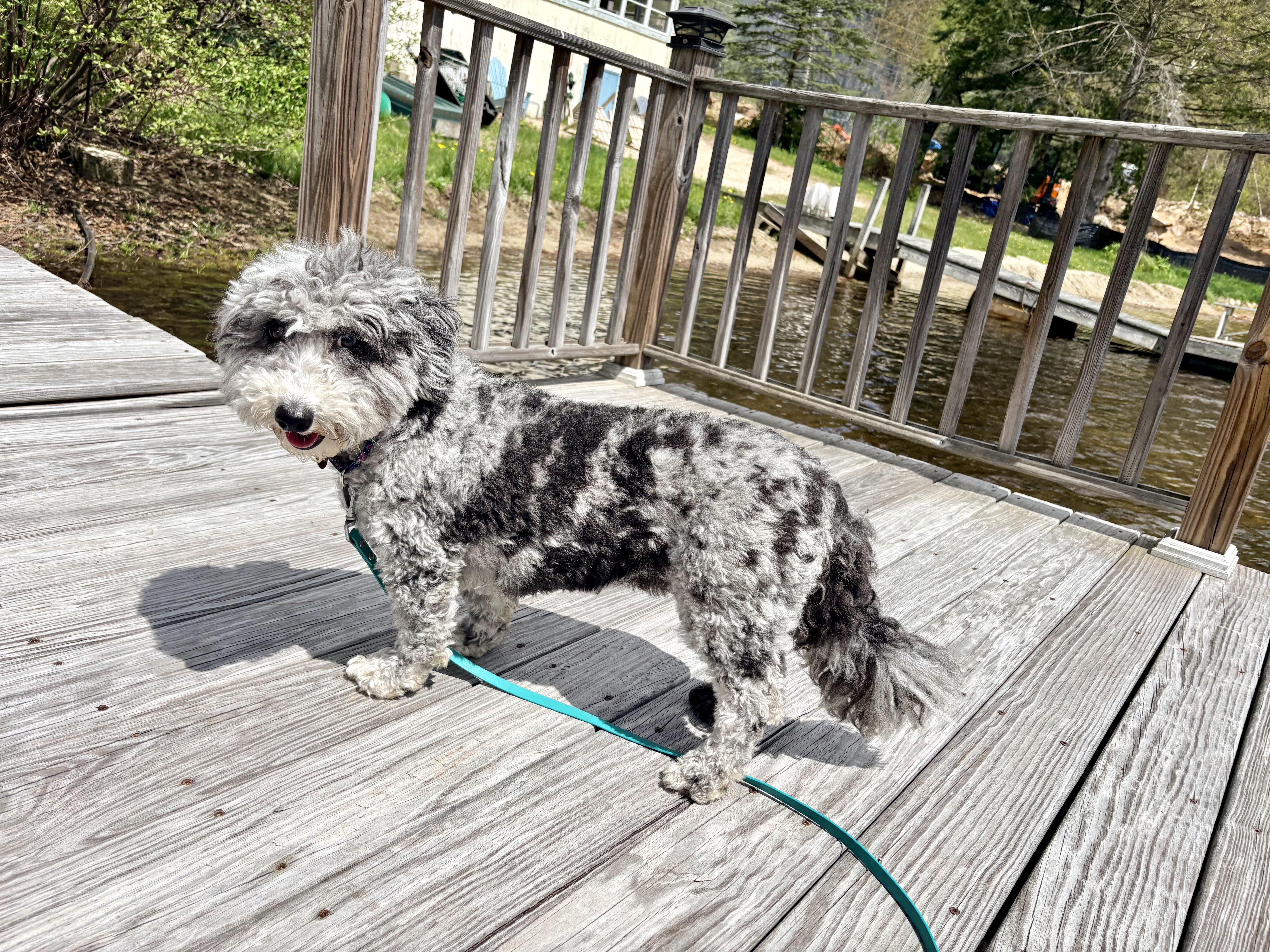 Story, a ADOPTABLE Sheepadoodle in Weare, NH image 4/6