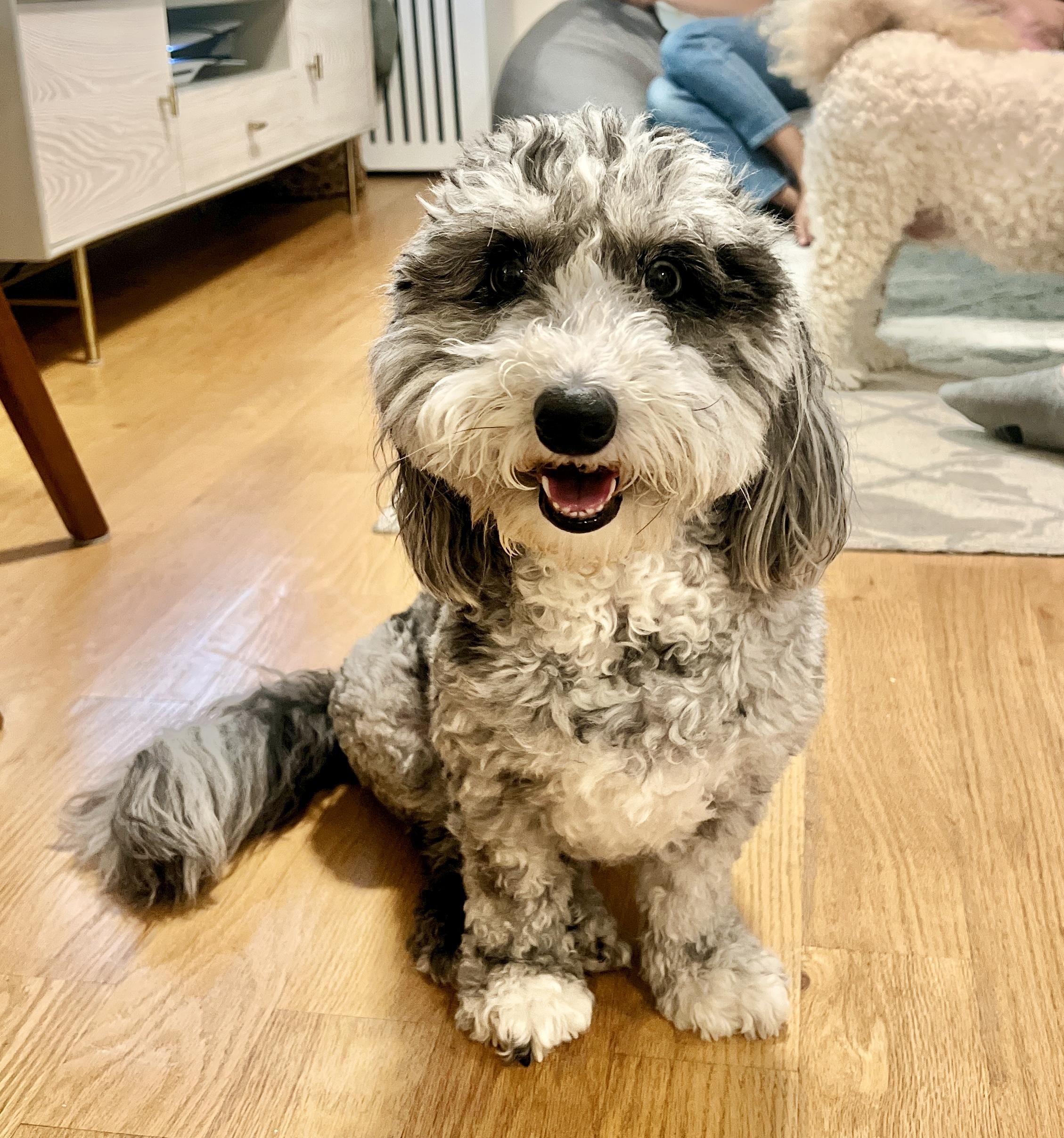 Story, ADOPTABLE, Adult Female Sheepadoodle.