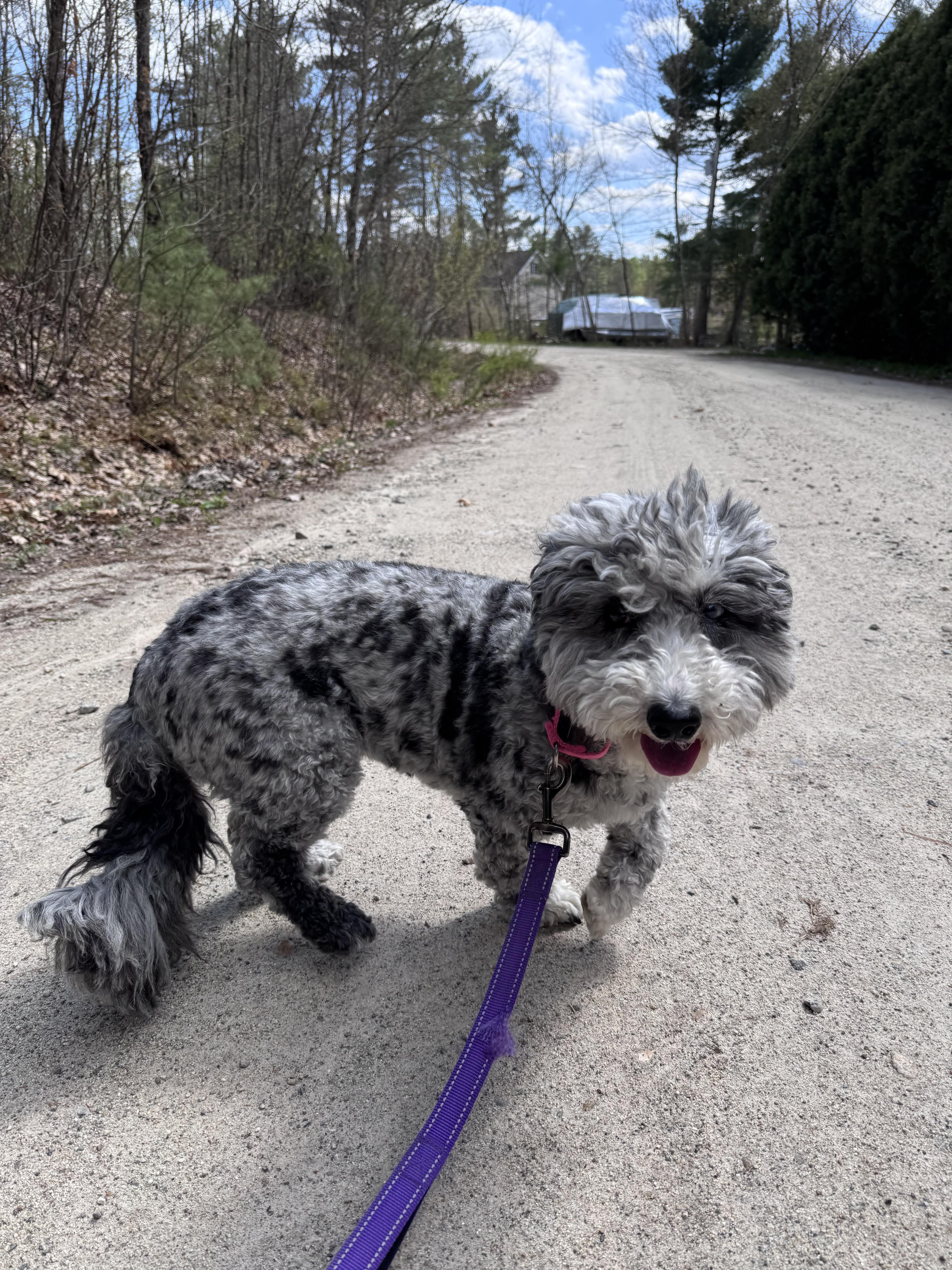 Story, a ADOPTABLE Sheepadoodle in Weare, NH image 6/6