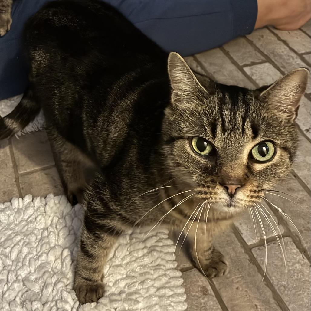 Enlarge Princess, a Adoptable Domestic Short Hair in Greensboro, GA image 1/1