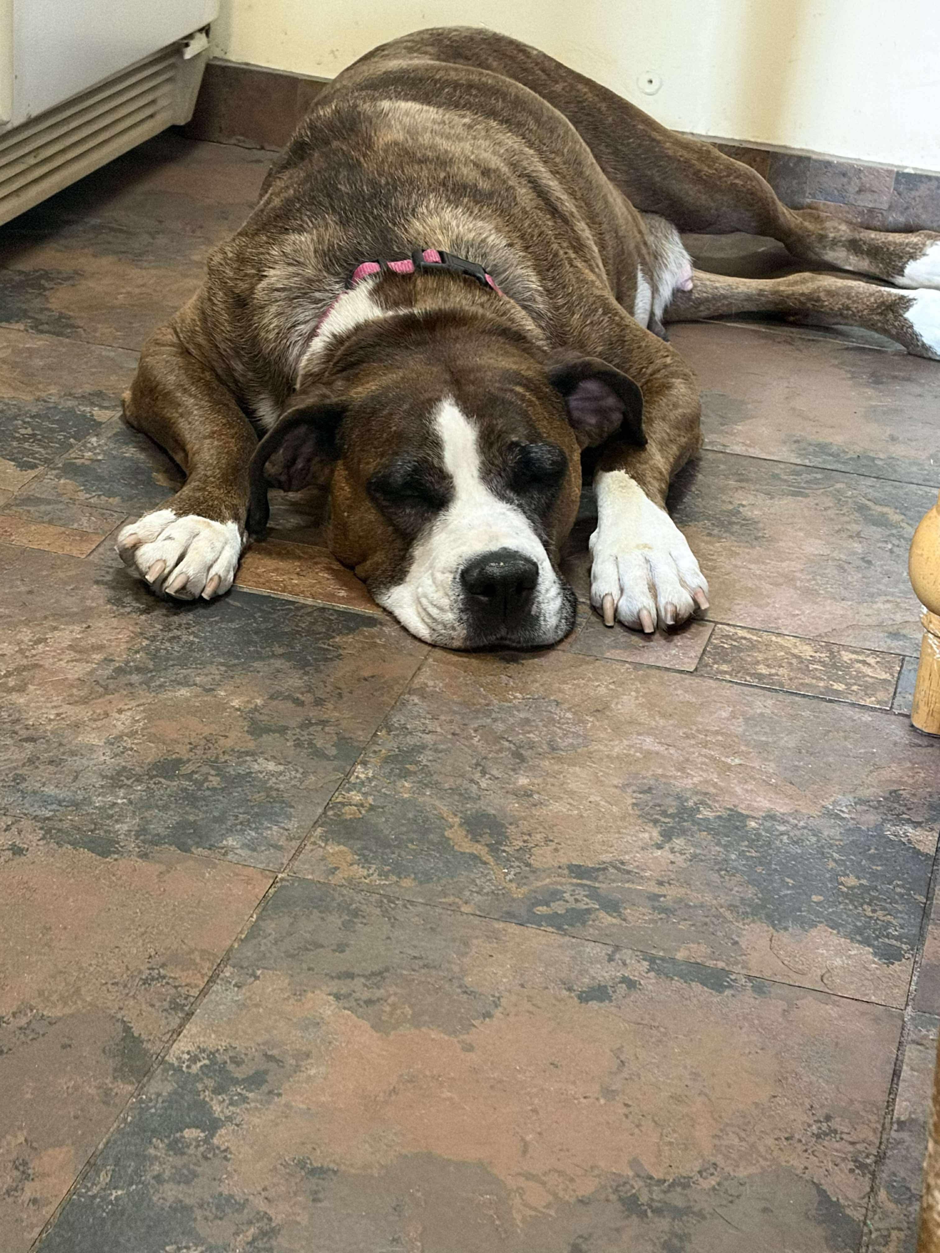WILLOW, Adoptable, Adult Female American Bulldog & Mastiff.