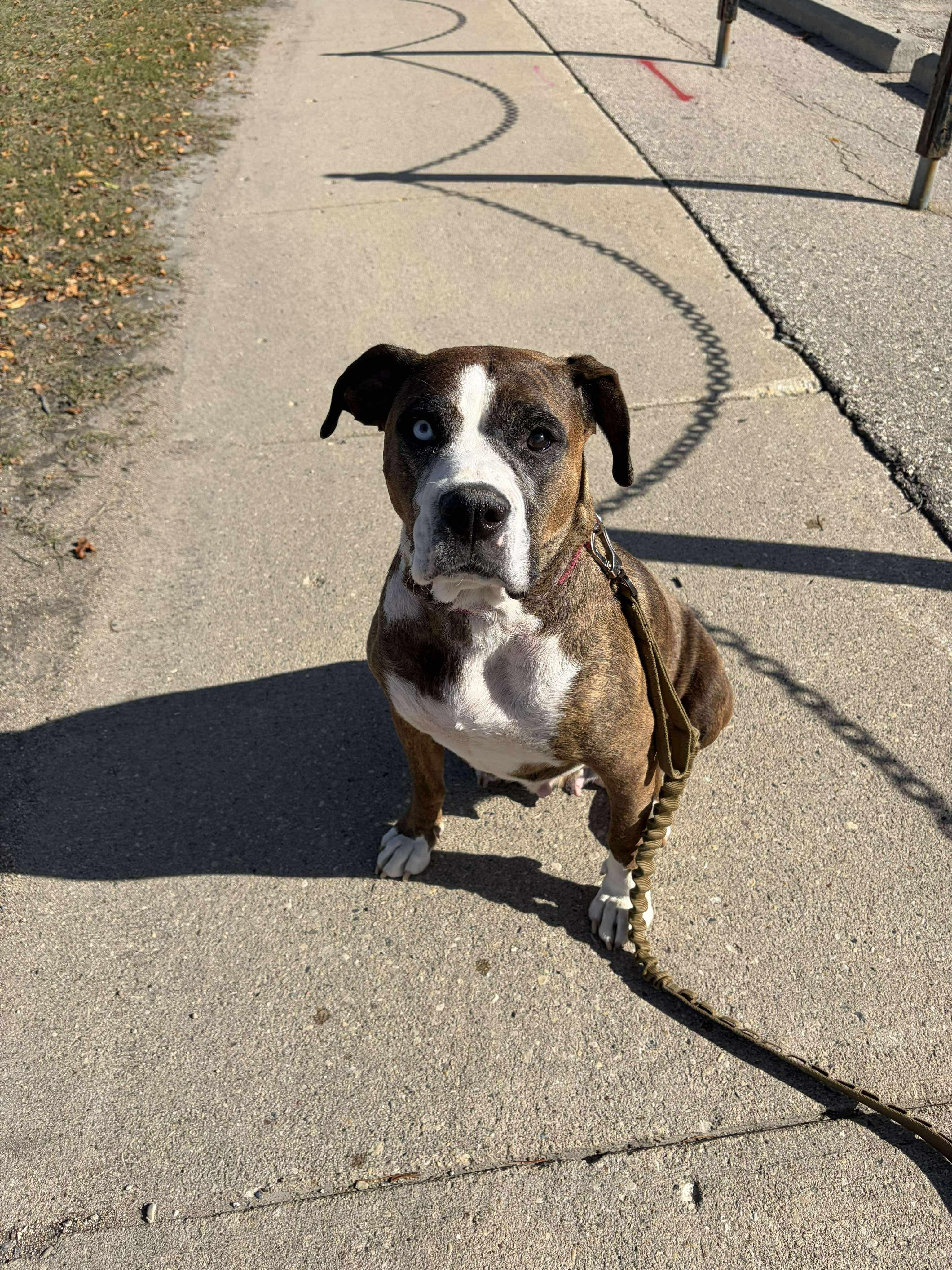 Enlarge WILLOW, a Adoptable mixed breed in Winnipeg, MB image 2/2