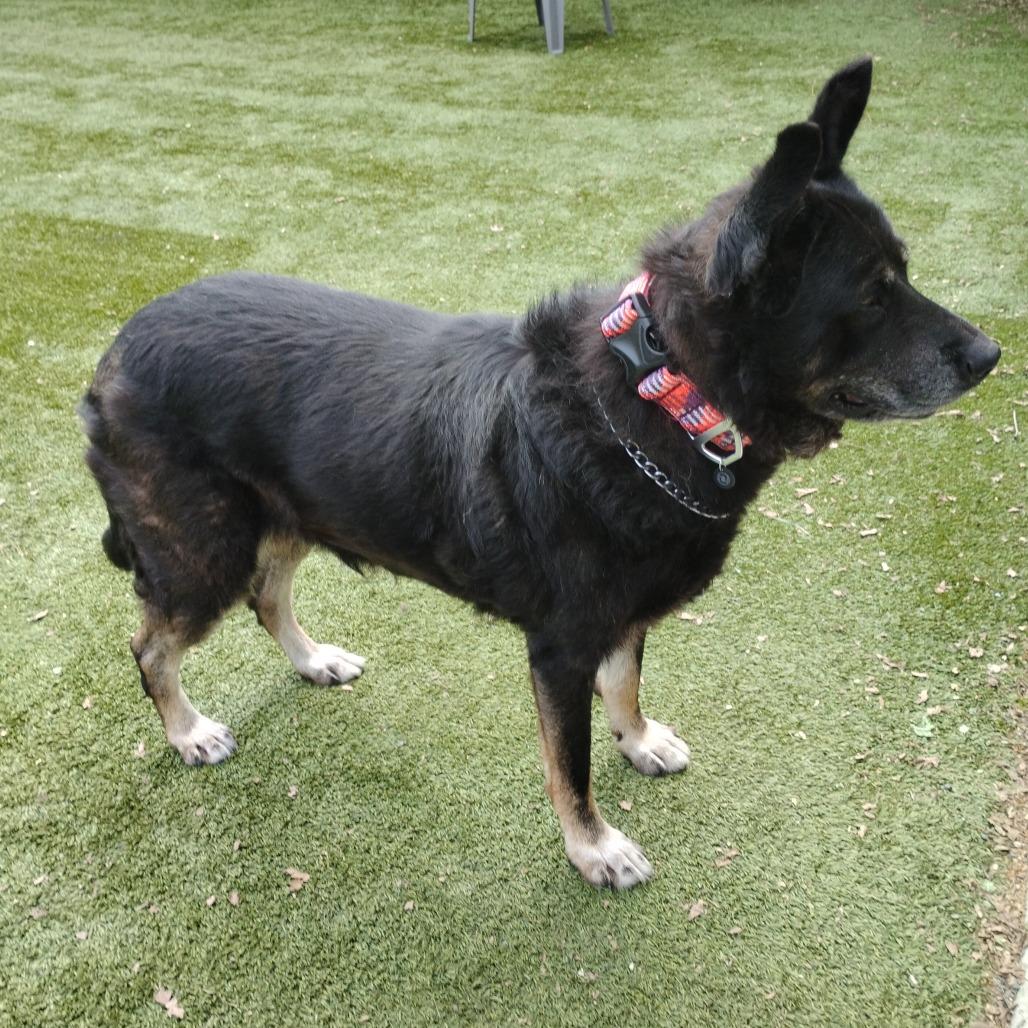 Enlarge BOCA, a Adoptable Shepherd in Pleasanton, CA image 1/6