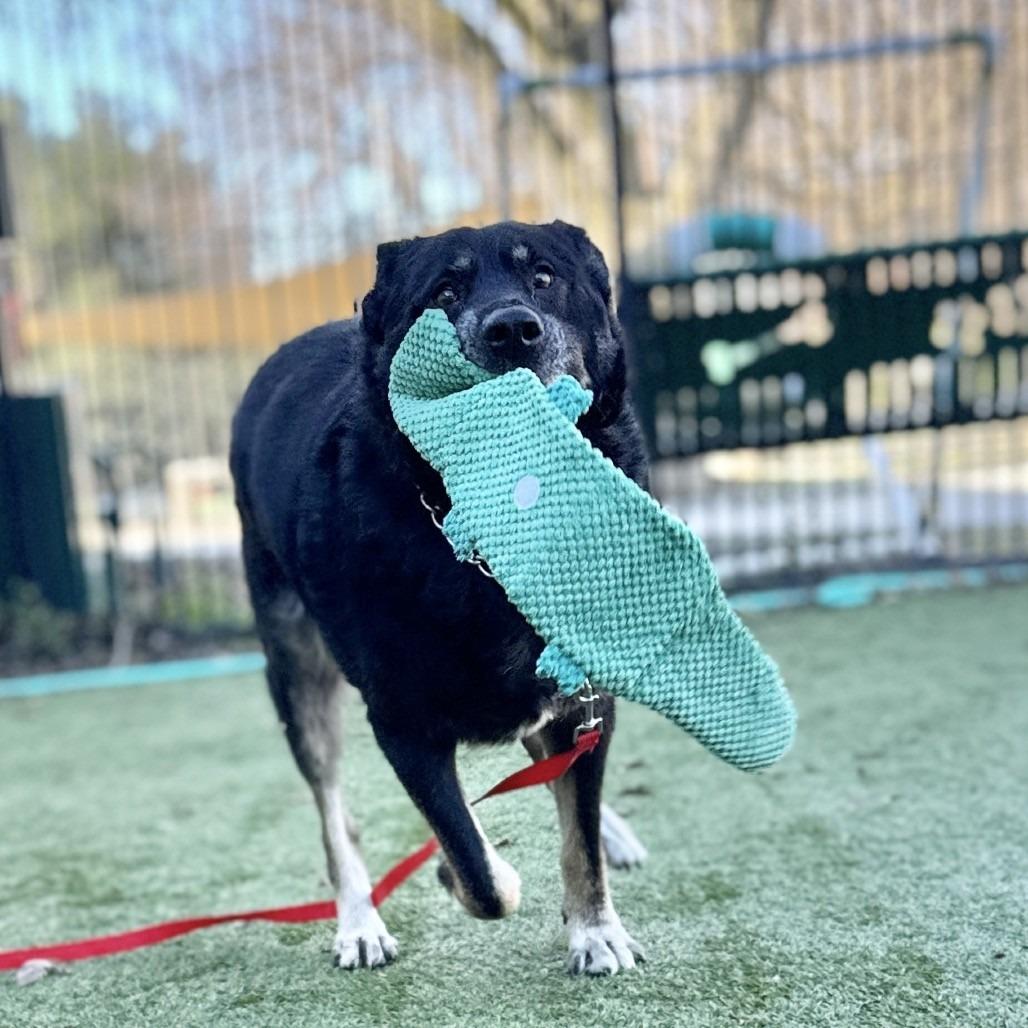 Enlarge BOCA, a Adoptable Shepherd in Pleasanton, CA image 2/6