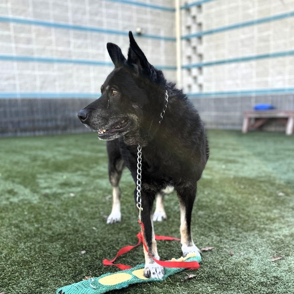 Enlarge BOCA, a Adoptable Shepherd in Pleasanton, CA image 3/6