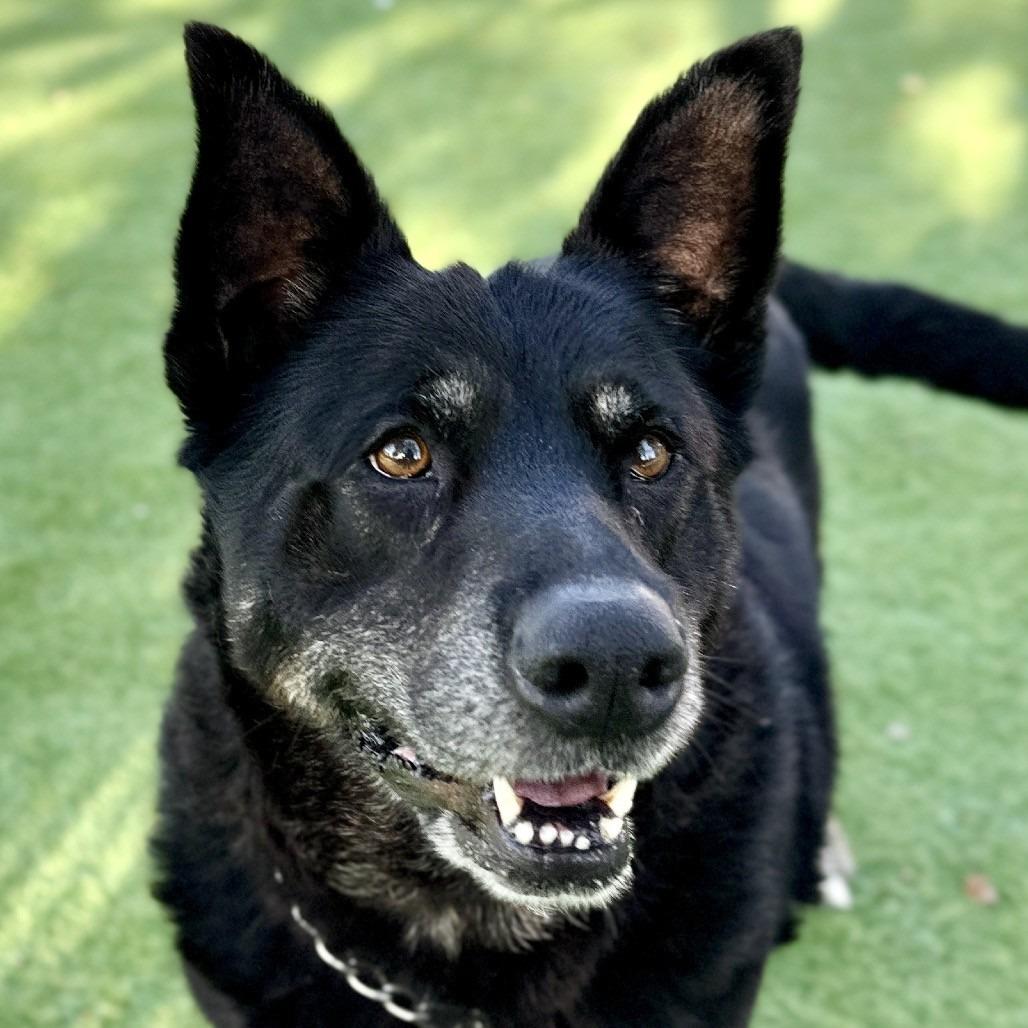 Enlarge BOCA, a Adoptable Shepherd in Pleasanton, CA image 4/6