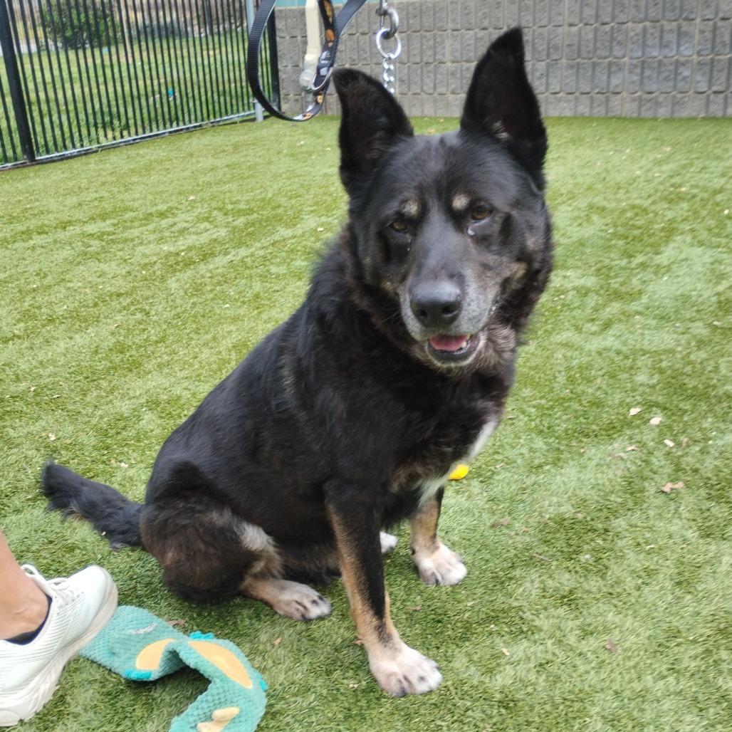 Enlarge BOCA, a Adoptable Shepherd in Pleasanton, CA image 5/6