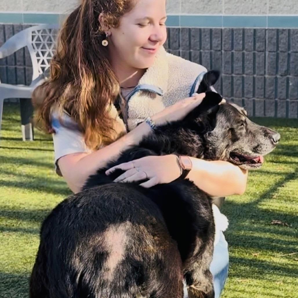 Enlarge BOCA, a Adoptable Shepherd in Pleasanton, CA image 6/6