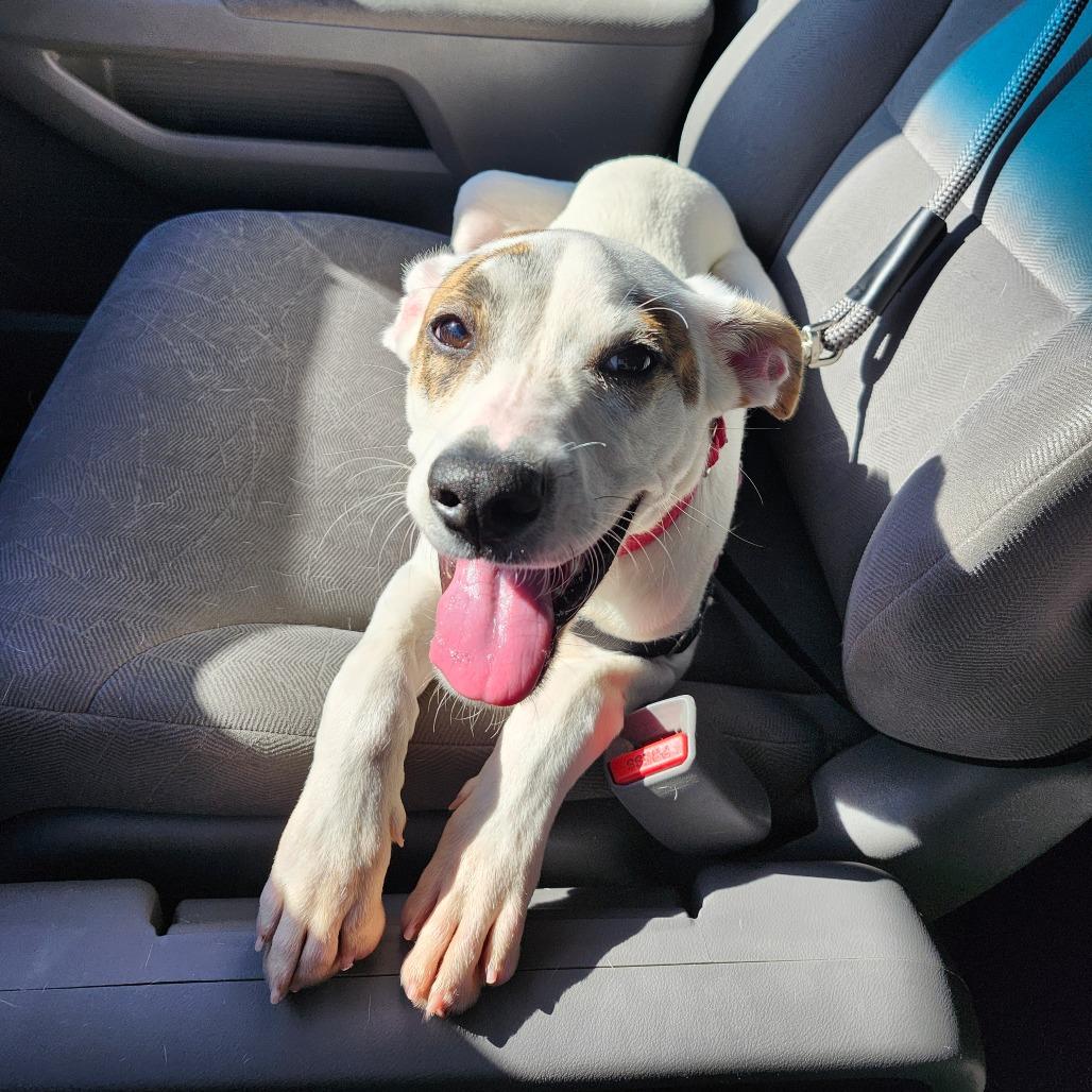 Enlarge Sam, an adopted mixed breed in Tulsa, OK image 1/6