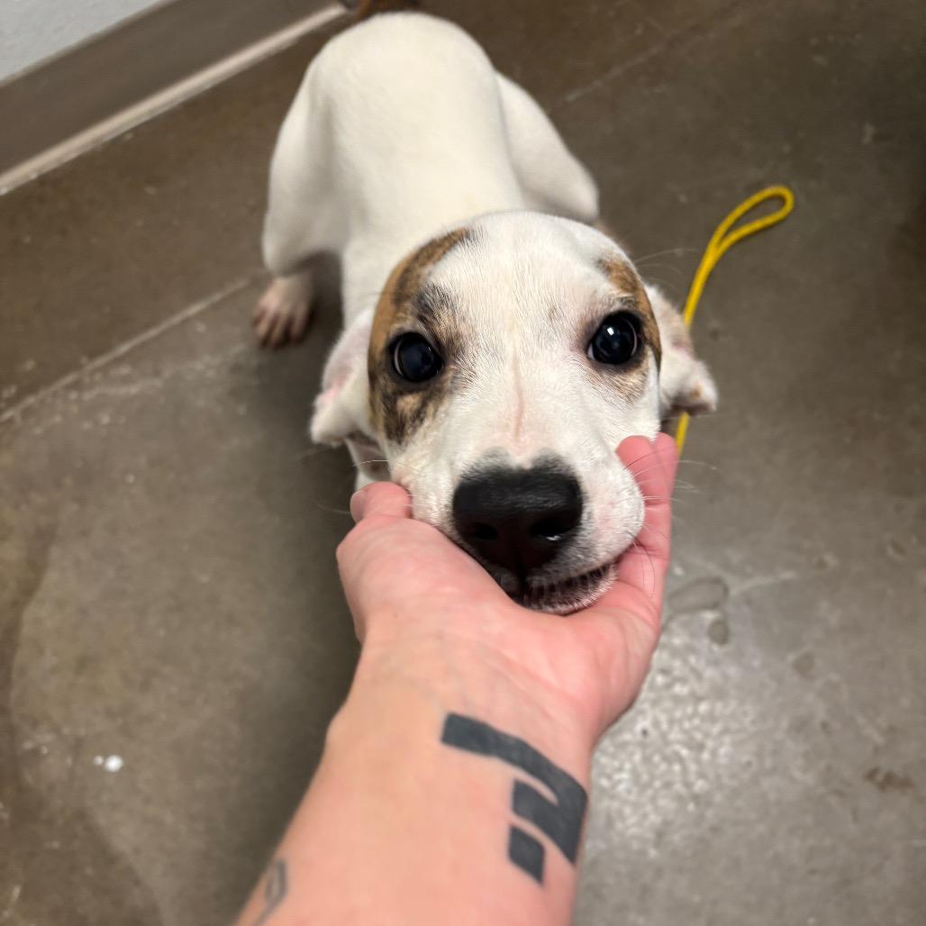 Enlarge Sam, an adopted mixed breed in Tulsa, OK image 2/6