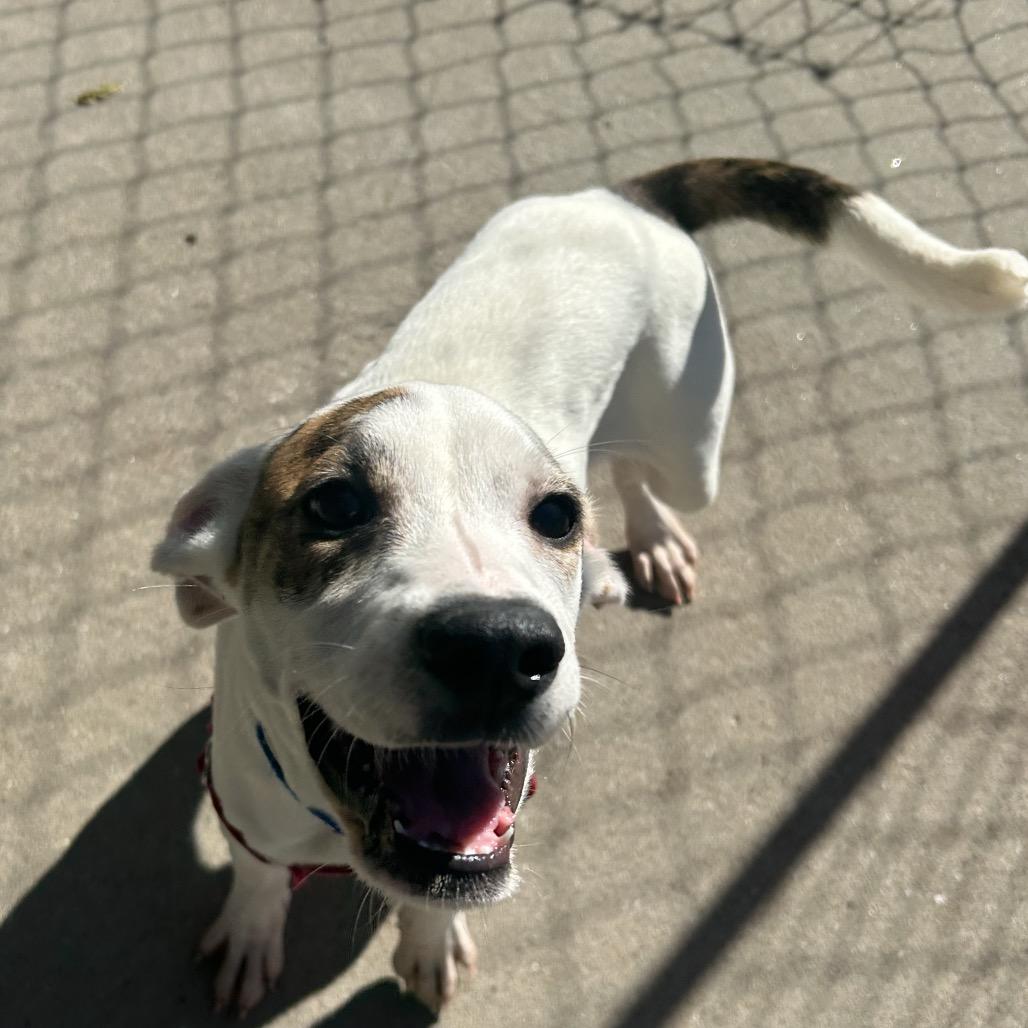 Enlarge Sam, an adopted mixed breed in Tulsa, OK image 3/6