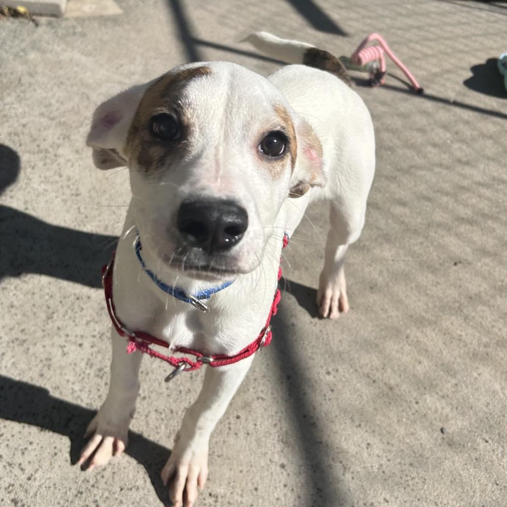Enlarge Sam, an adopted mixed breed in Tulsa, OK image 4/6