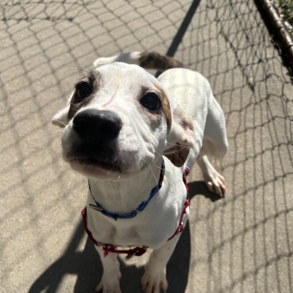 Enlarge Sam, an adopted mixed breed in Tulsa, OK image 5/6