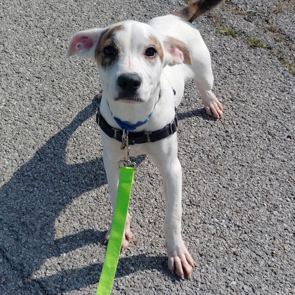 Enlarge Sam, an adopted mixed breed in Tulsa, OK image 6/6