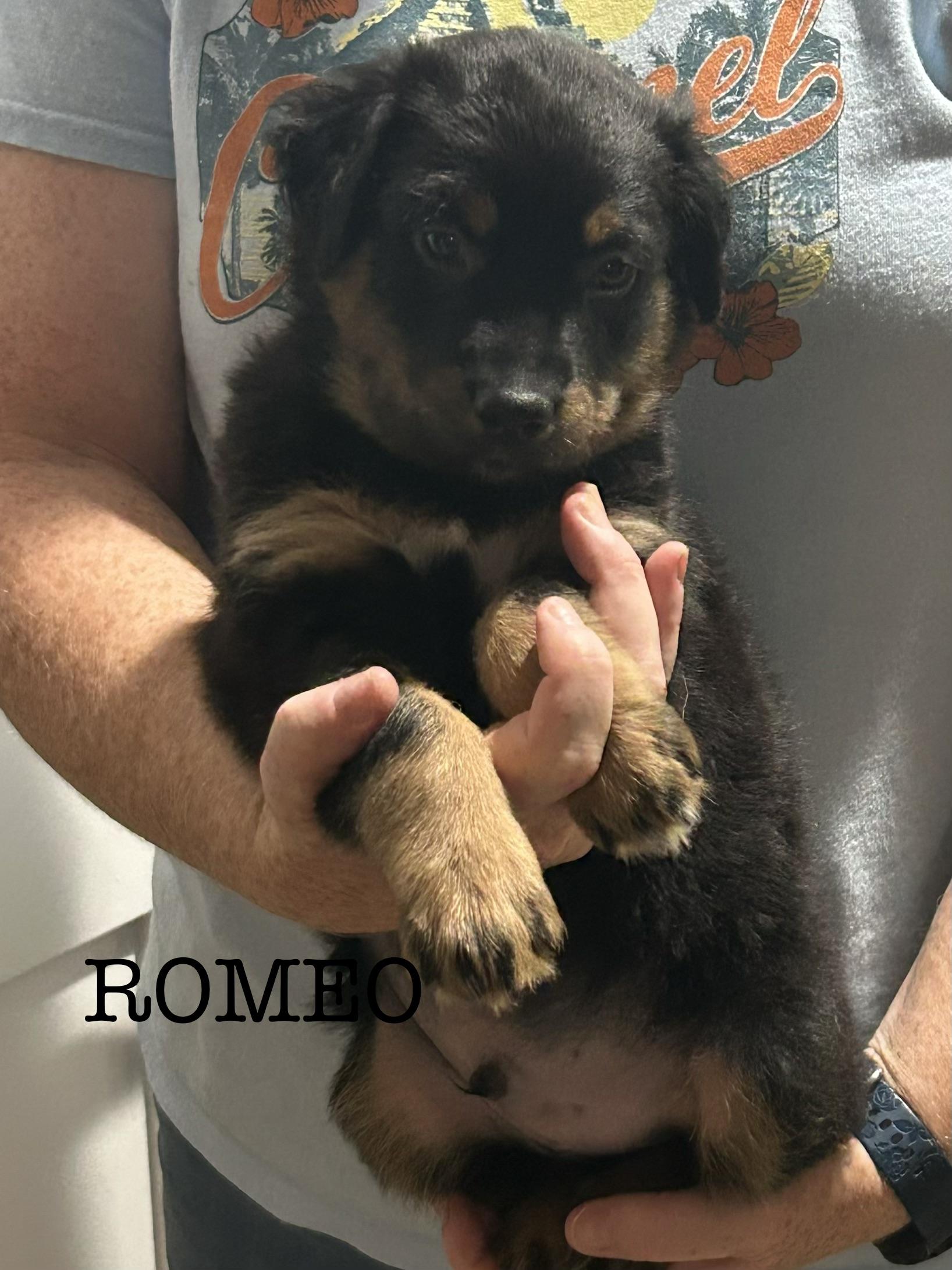 Enlarge Romeo, a Adoptable Australian Shepherd in Knoxville, TN image 1/5
