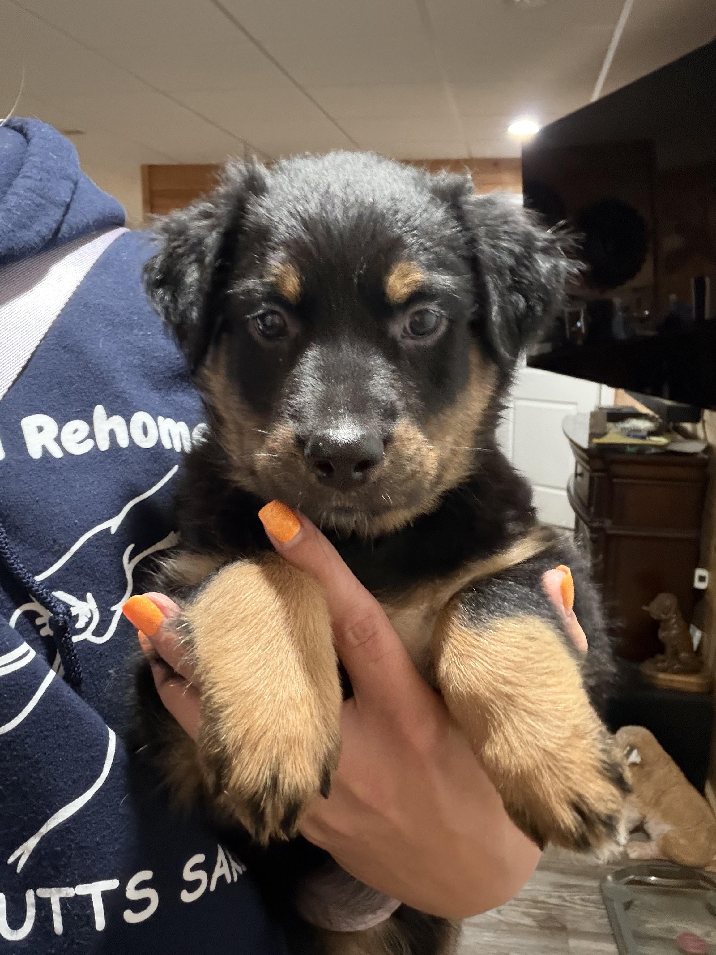Enlarge Romeo, a Adoptable Australian Shepherd in Knoxville, TN image 2/5