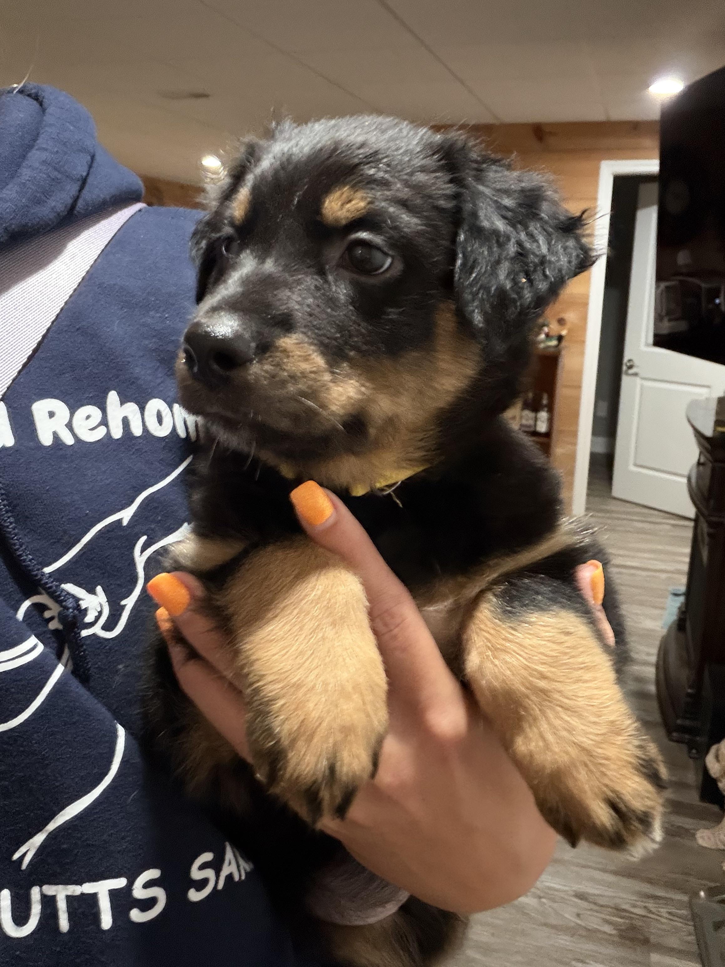 Enlarge Romeo, a Adoptable Australian Shepherd in Knoxville, TN image 3/5
