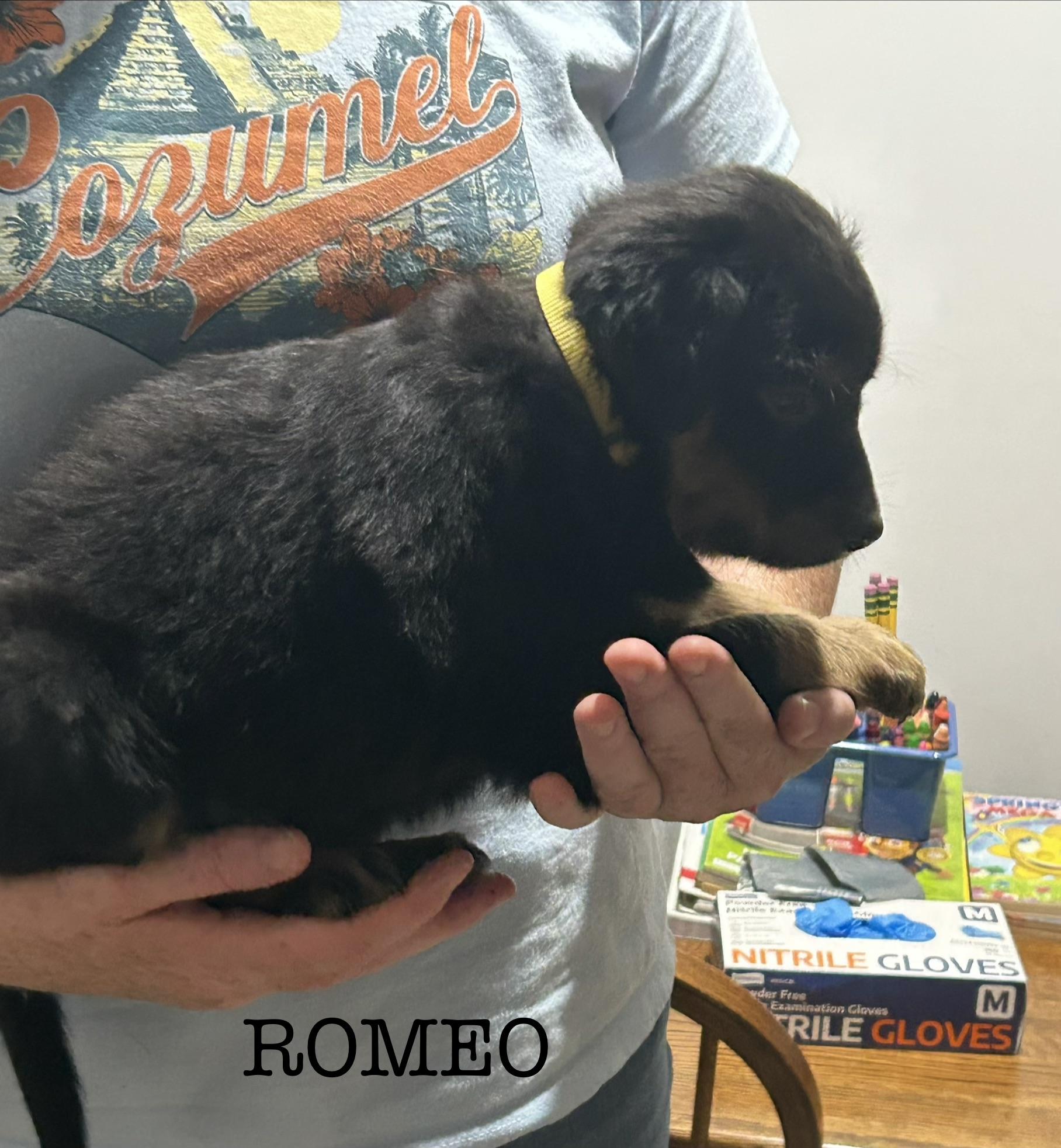 Enlarge Romeo, a Adoptable Australian Shepherd in Knoxville, TN image 4/5