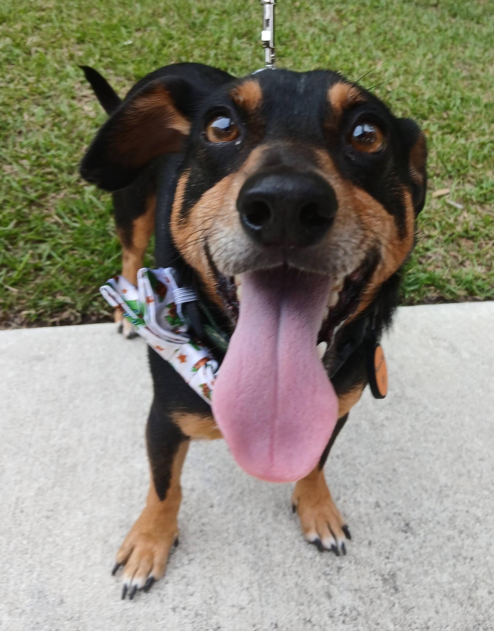 Palmer, a Adoptable mixed breed in Savannah, GA image 2/5