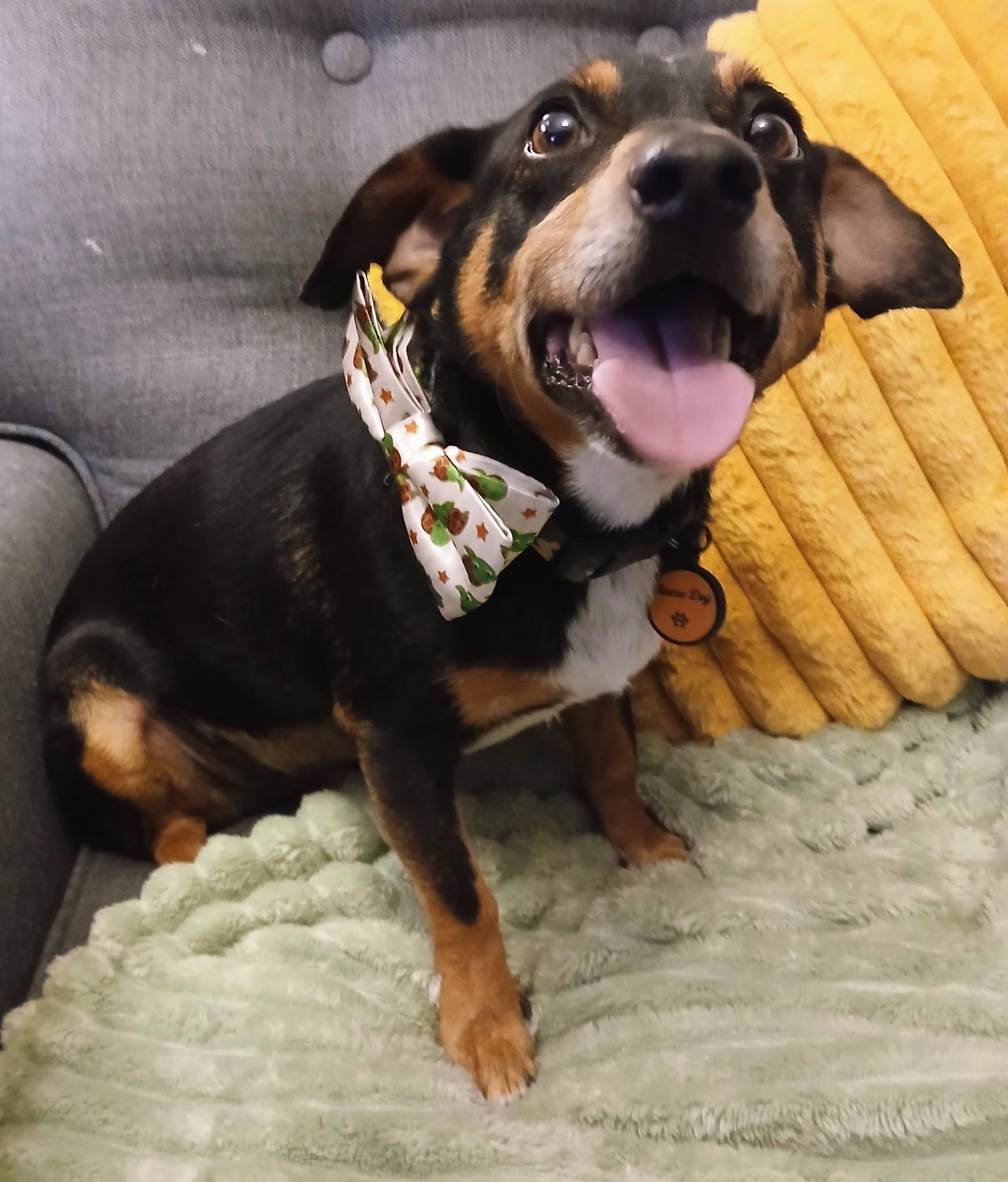 Palmer, a Adoptable mixed breed in Savannah, GA image 3/5