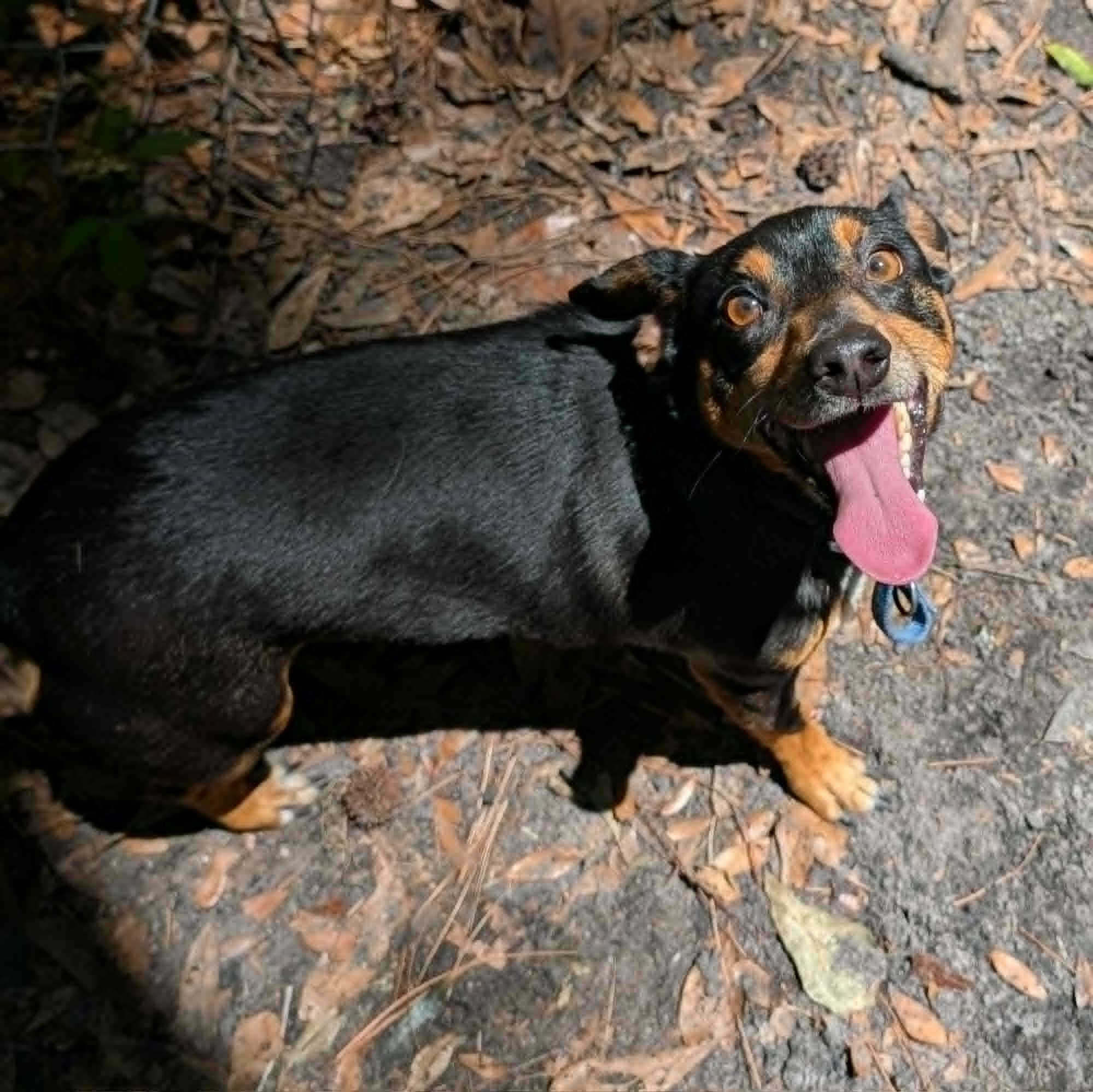 Palmer, a Adoptable mixed breed in Savannah, GA image 4/5