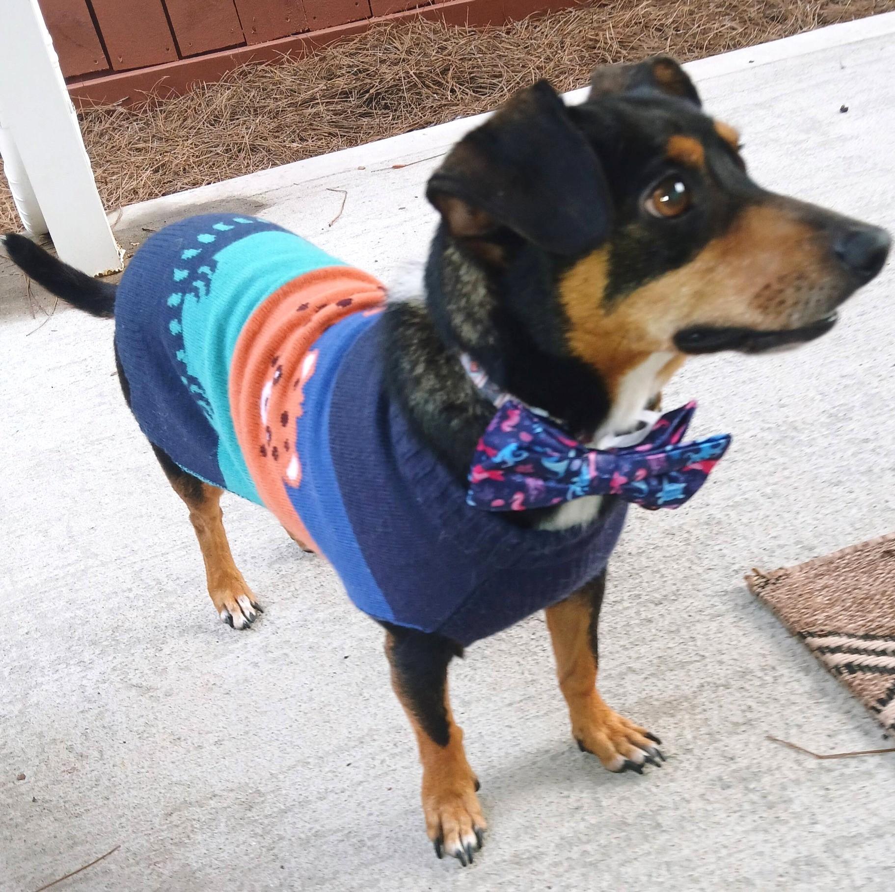 Palmer, a Adoptable mixed breed in Savannah, GA image 5/5