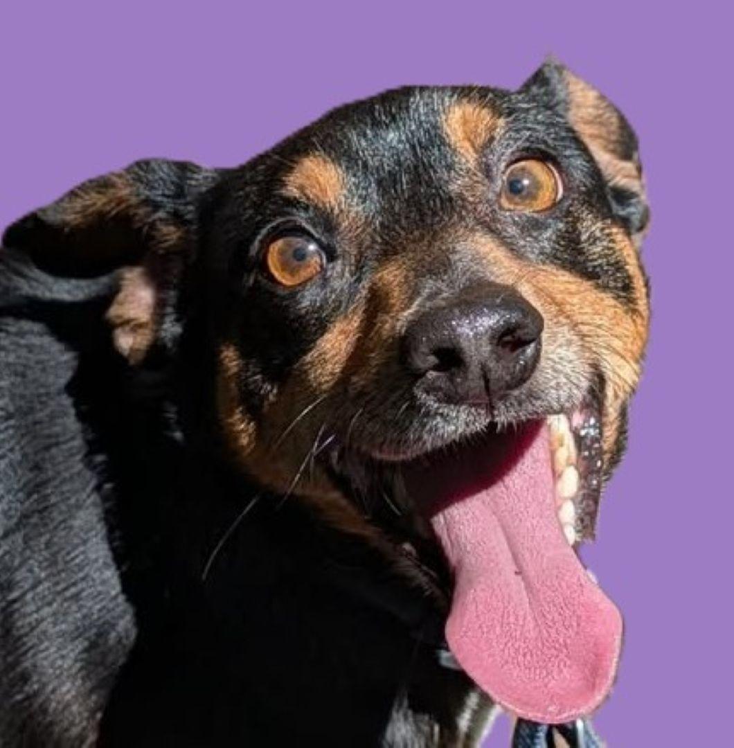 Palmer, Adoptable, Adult Male Miniature Pinscher & Dachshund.