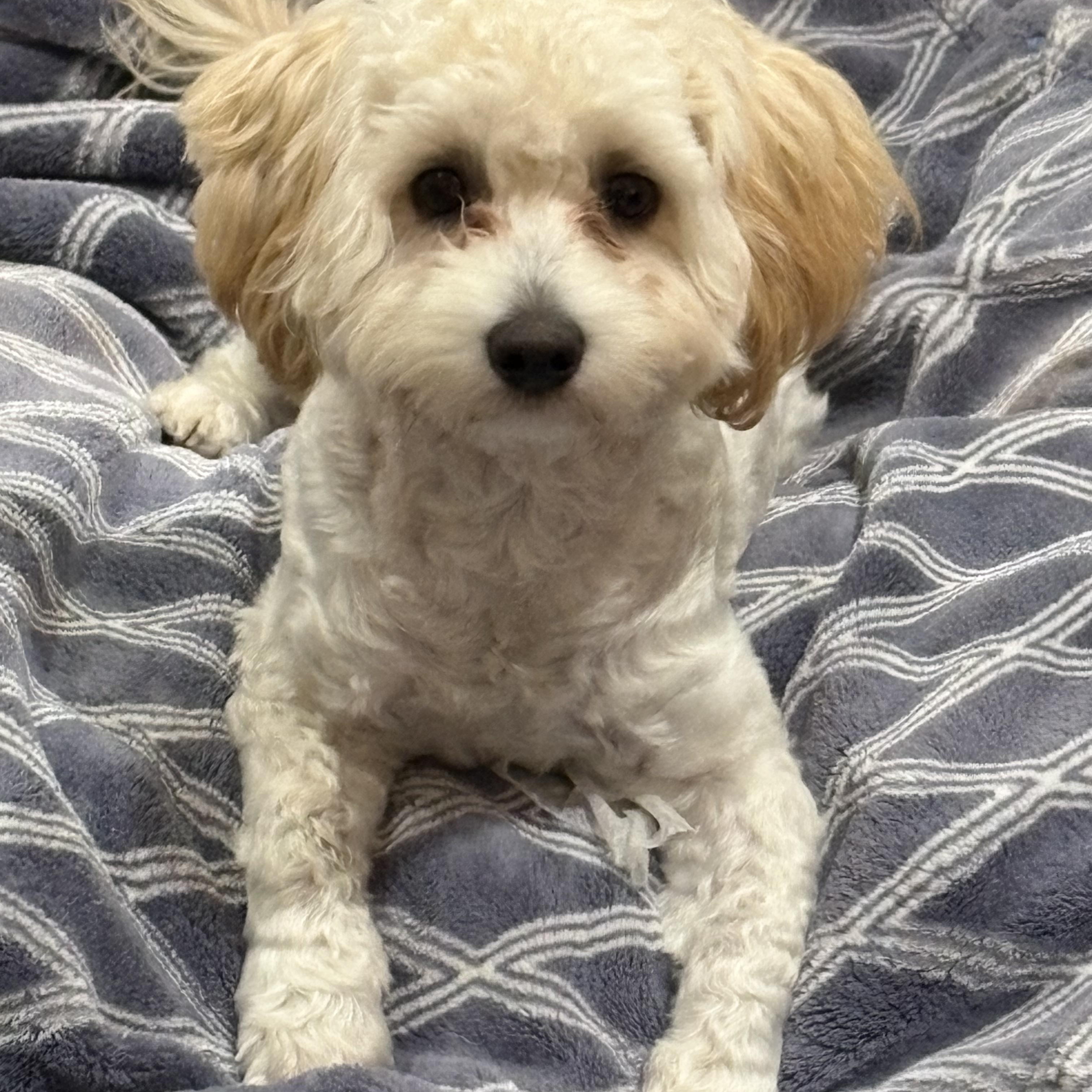 Enlarge Bentley, a Adoptable mixed breed in Houston, TX image 1/5