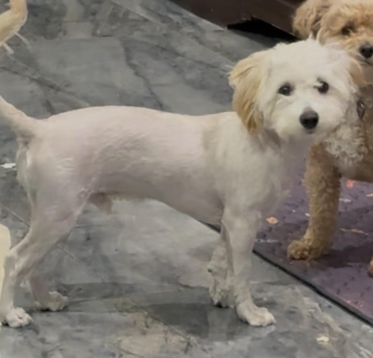 Enlarge Bentley, a Adoptable mixed breed in Houston, TX image 2/5