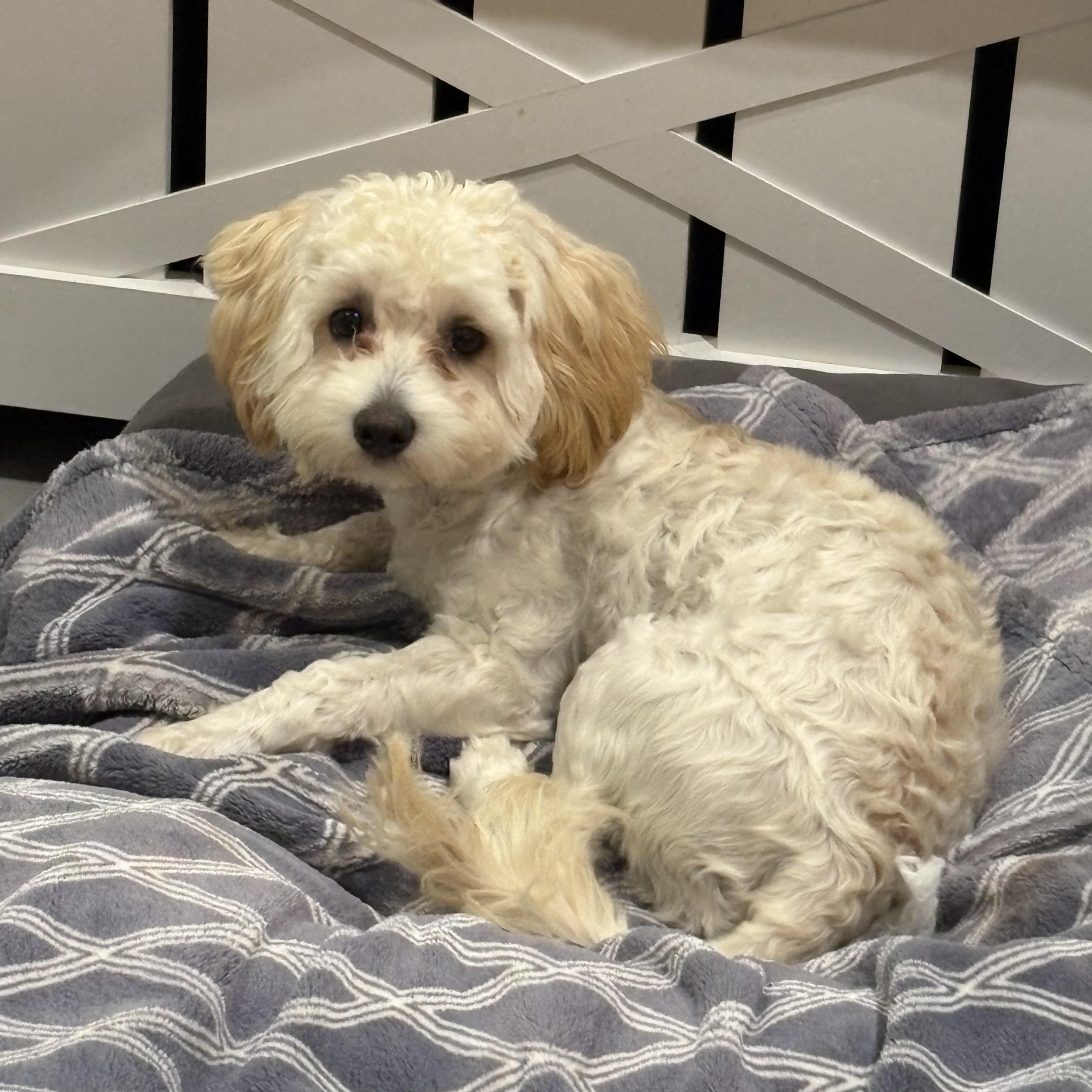 Enlarge Bentley, a Adoptable mixed breed in Houston, TX image 3/5
