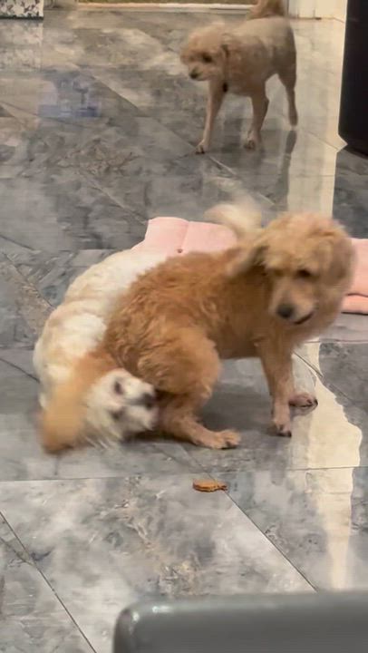 Enlarge Bentley, a Adoptable mixed breed in Houston, TX video 5/5
