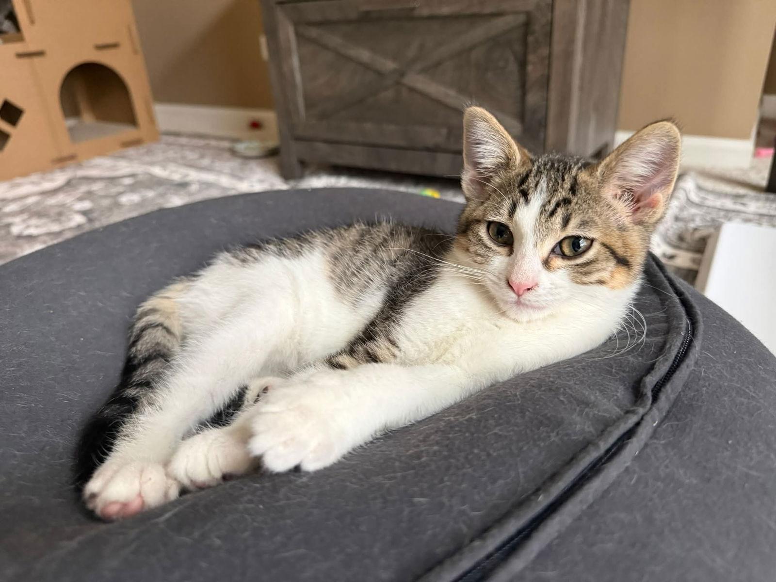 Enlarge FINN, a Adoptable Tabby in Elgin, IL image 3/3