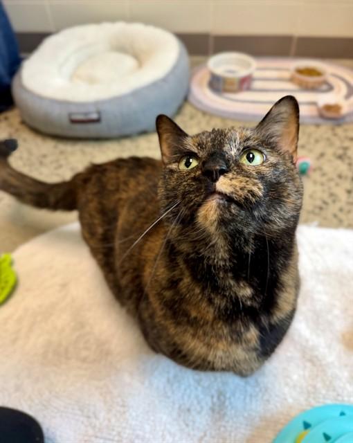 REGINA GEORGE, Adoptable, Adult Female Domestic Medium Hair.