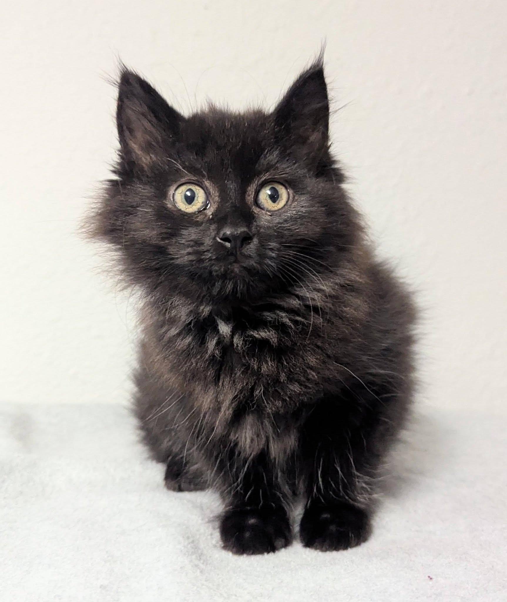 Chevelle, adopted, Kitten Female Domestic Long Hair.