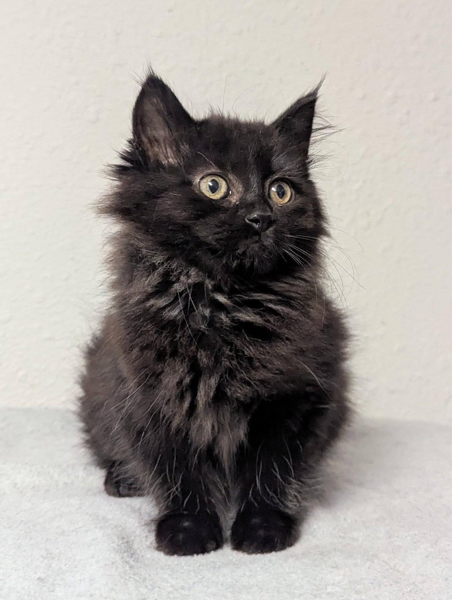 Chevelle, an adopted Domestic Long Hair in Little Falls, MN image 3/3