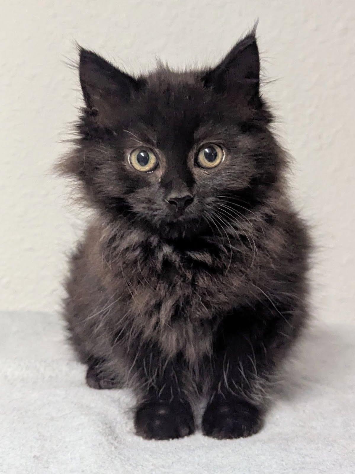 Chevelle, an adopted Domestic Long Hair in Little Falls, MN image 2/3