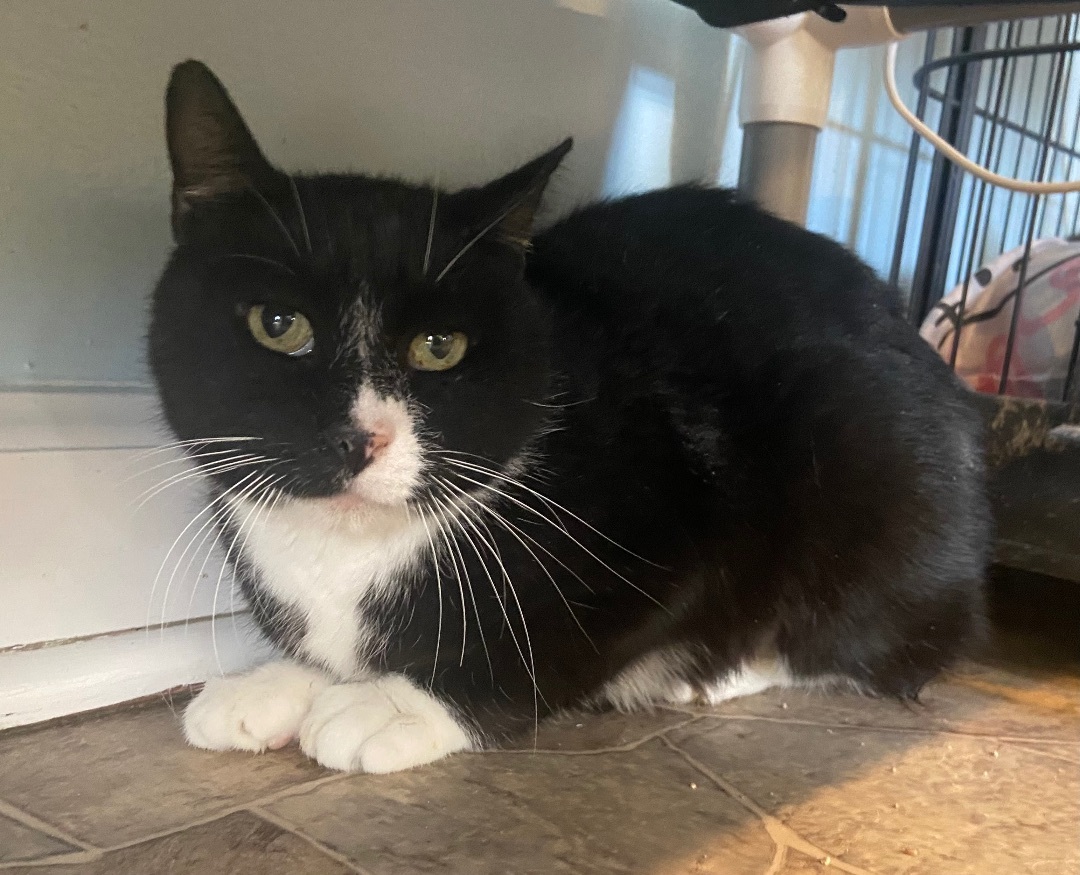 Holly, Adoptable, Adult Female Domestic Short Hair.