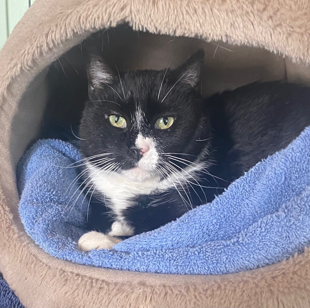 Enlarge Holly, a Adoptable Domestic Short Hair in Breinigsville, PA image 2/9