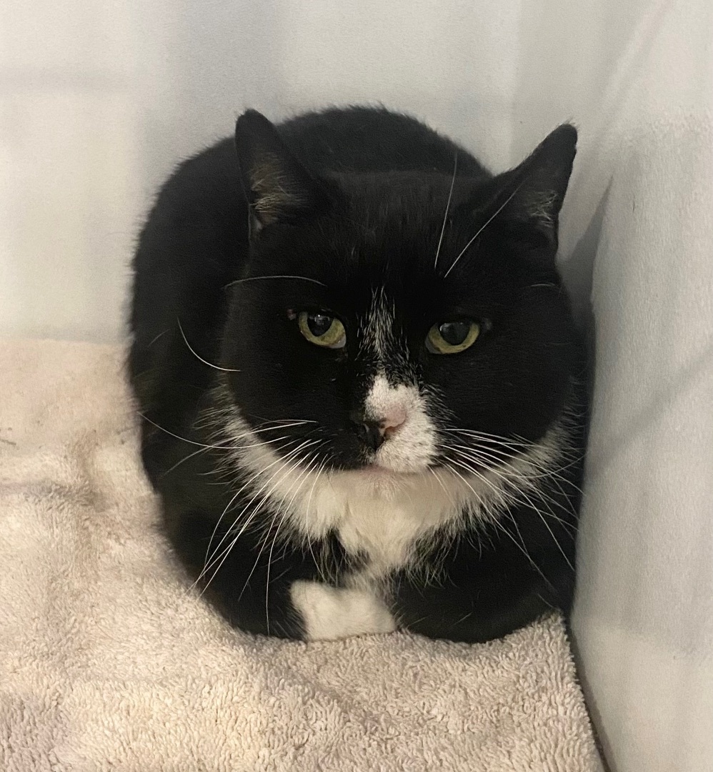 Enlarge Holly, a Adoptable Domestic Short Hair in Breinigsville, PA image 3/9