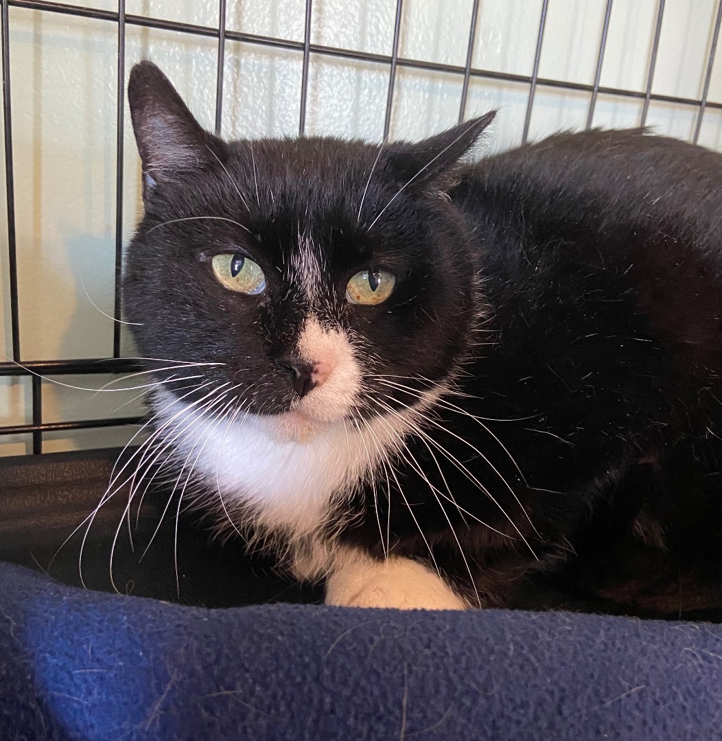 Enlarge Holly, a Adoptable Domestic Short Hair in Breinigsville, PA image 4/9