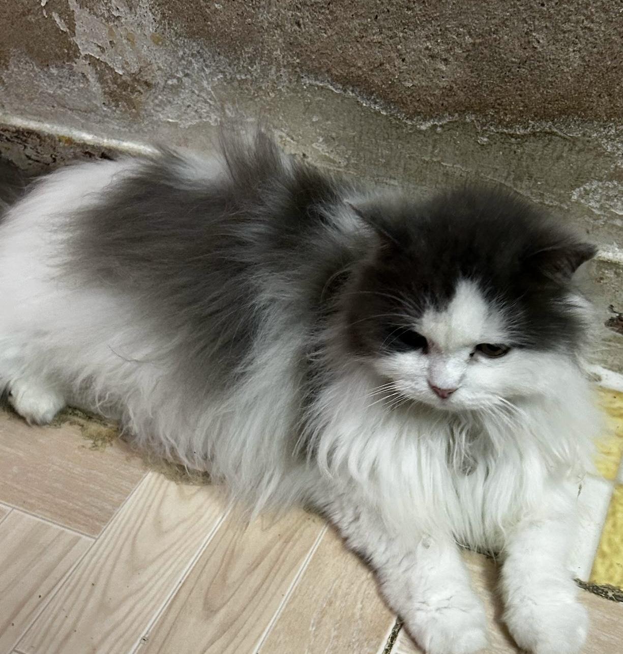 Bosy, Adult Female unknown