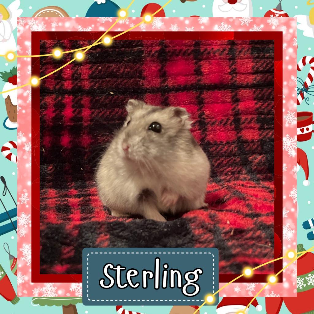 Sterling, Adoptable, Young Male Hamster.